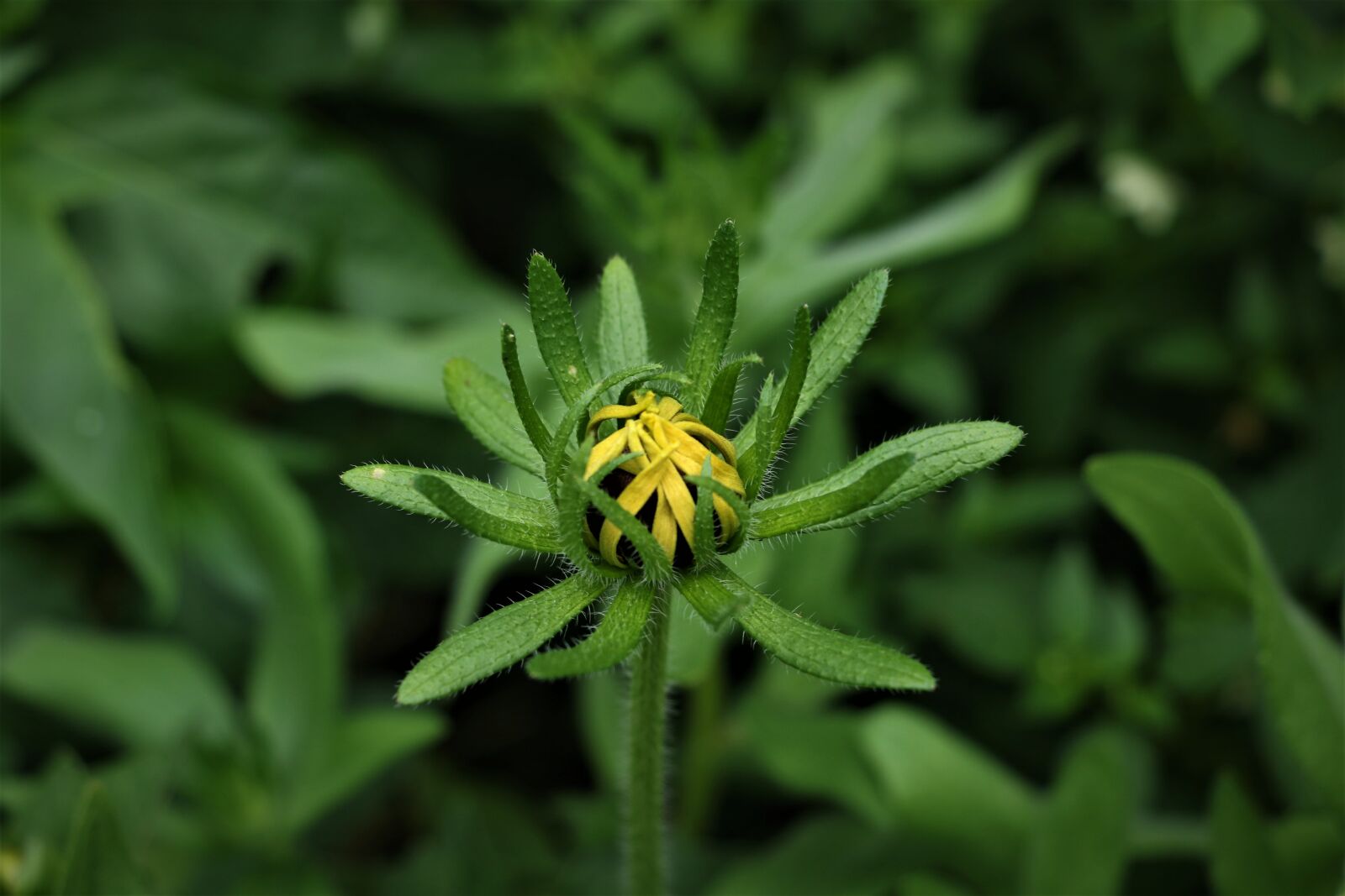 Canon EOS 7D Mark II sample photo. Rudbeckia fulgida, flower, bloom photography
