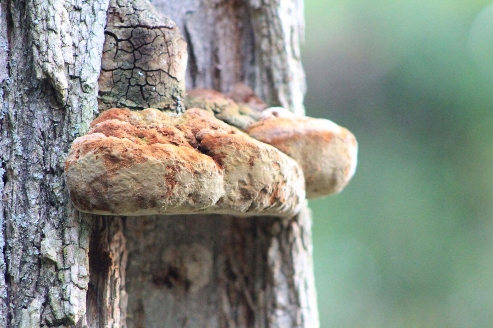 Canon EOS 1100D (EOS Rebel T3 / EOS Kiss X50) sample photo. Tree, mushroom, nature photography