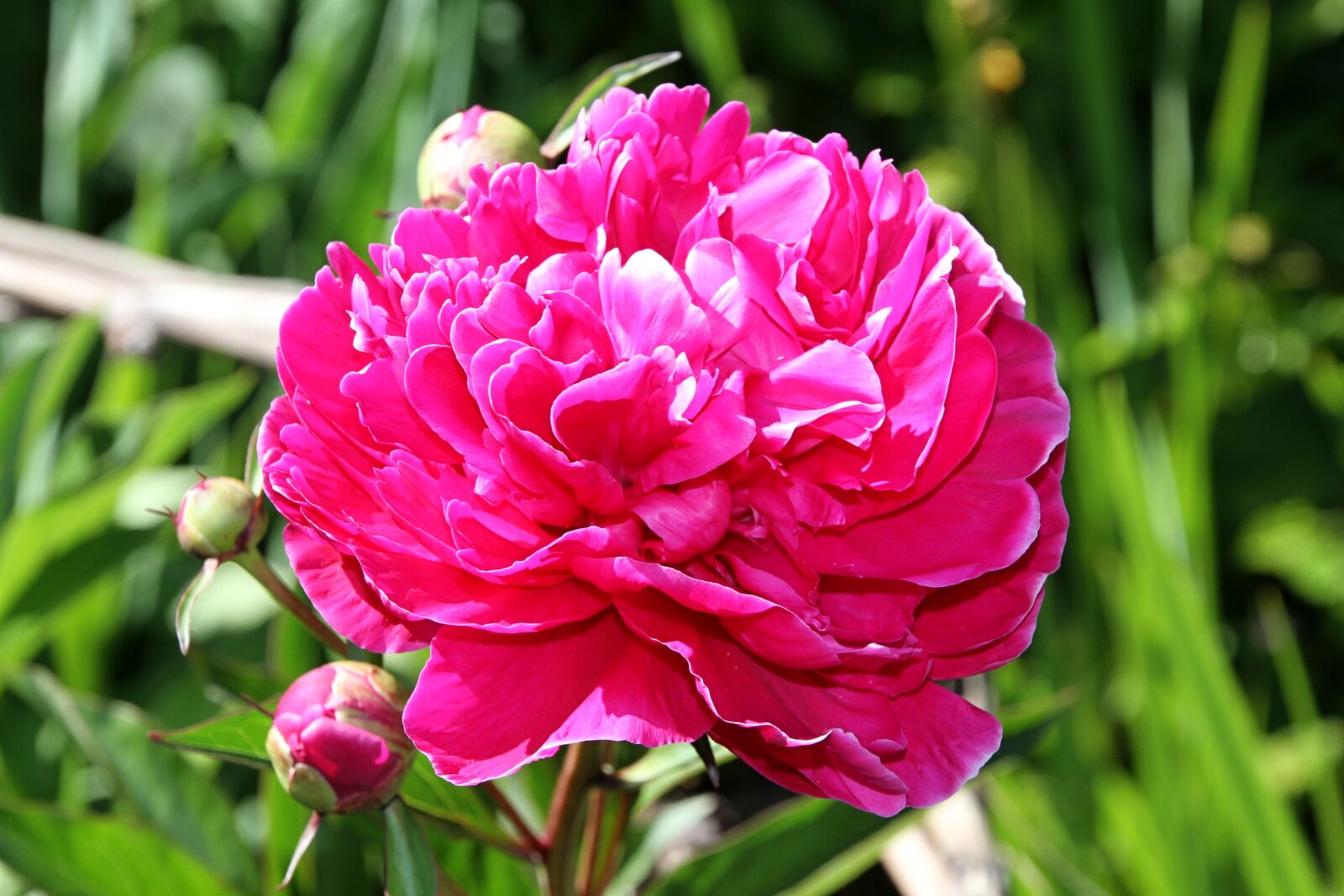 Canon EOS 7D sample photo. Flower, garden, nature photography