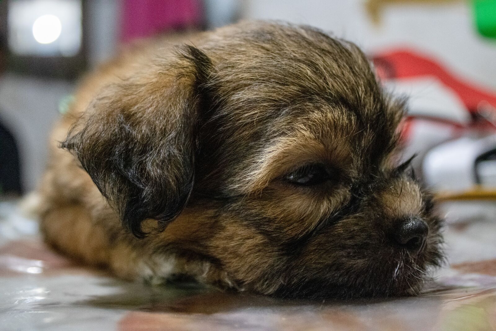 Canon EOS 2000D (EOS Rebel T7 / EOS Kiss X90 / EOS 1500D) sample photo. Shih tzu, puppy, shih photography