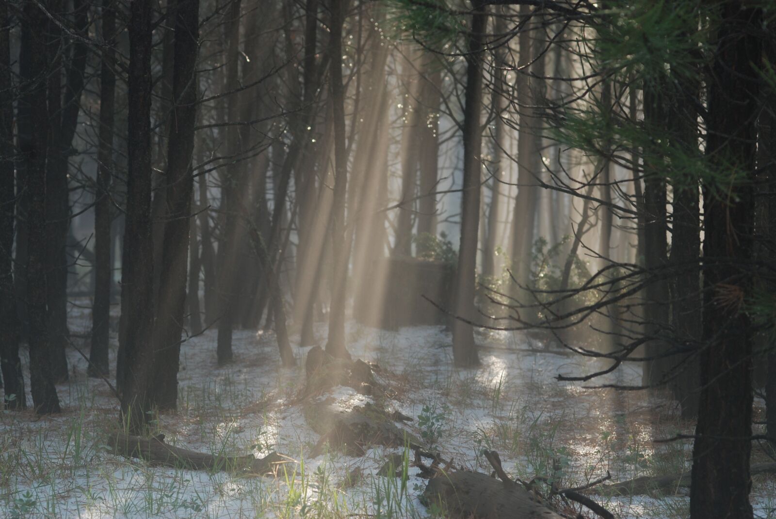 Nikon D80 sample photo. Light, fog, forest photography