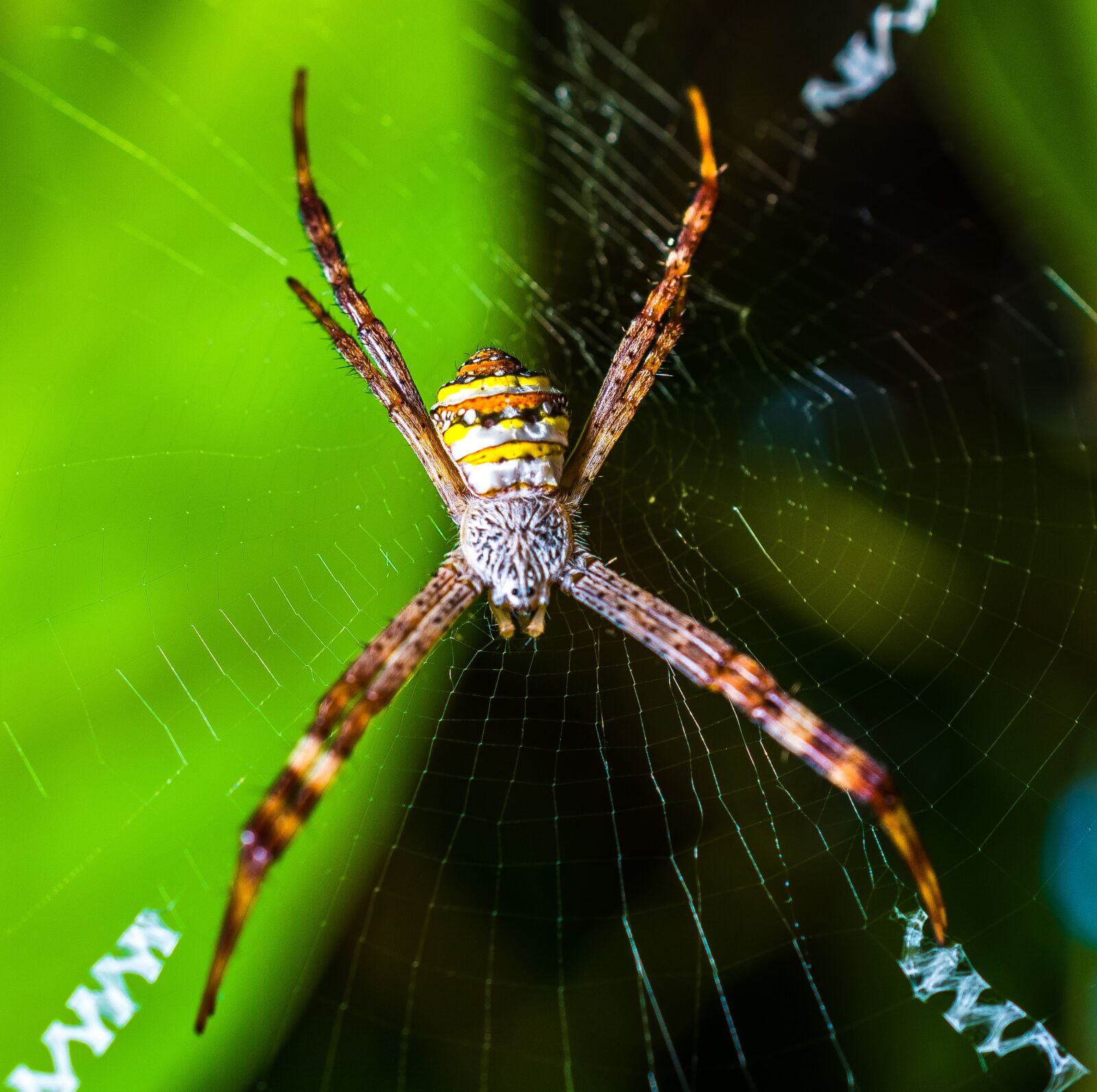 Nikon D5200 sample photo. Spider, arachnid, web photography