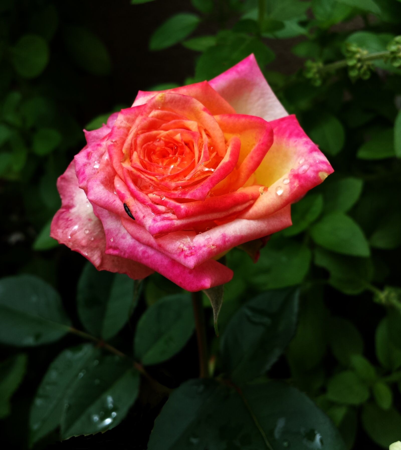 Samsung Galaxy S4 sample photo. Rosa, pink wet, flower photography