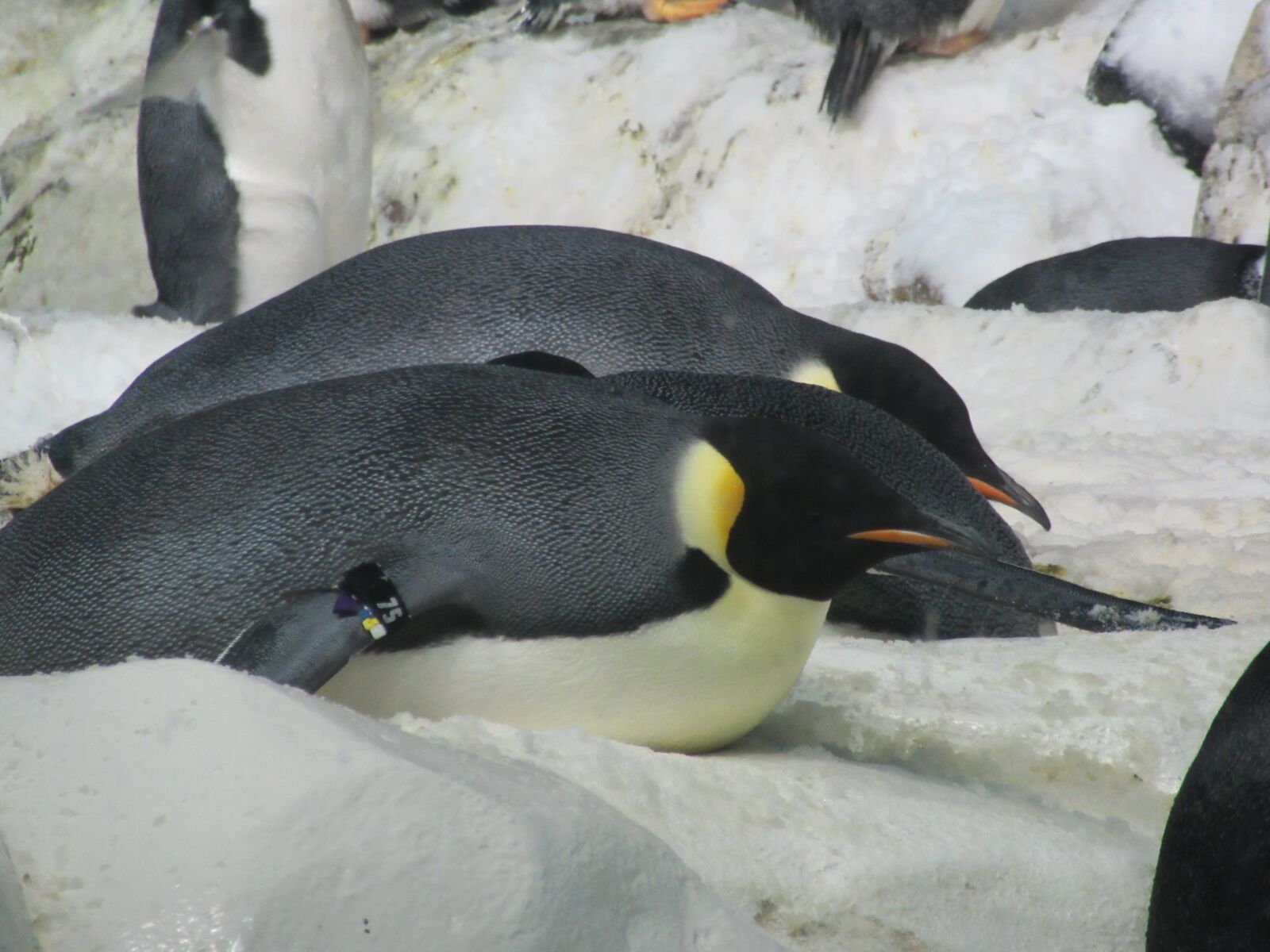 Canon PowerShot SX600 HS sample photo. Penguins, zoo, animal photography