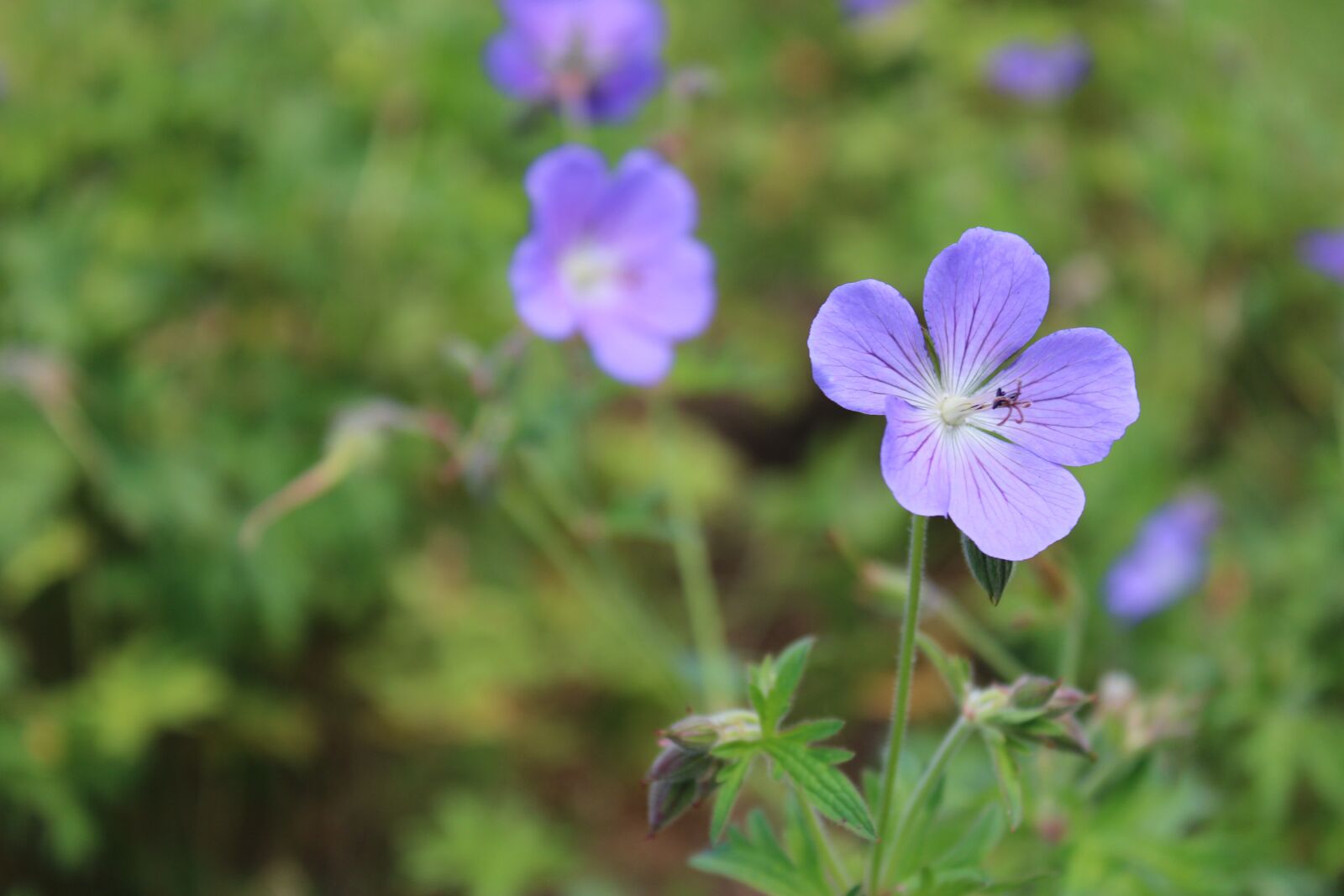 Canon EOS 2000D (EOS Rebel T7 / EOS Kiss X90 / EOS 1500D) sample photo. Flowers, meadow, nature photography