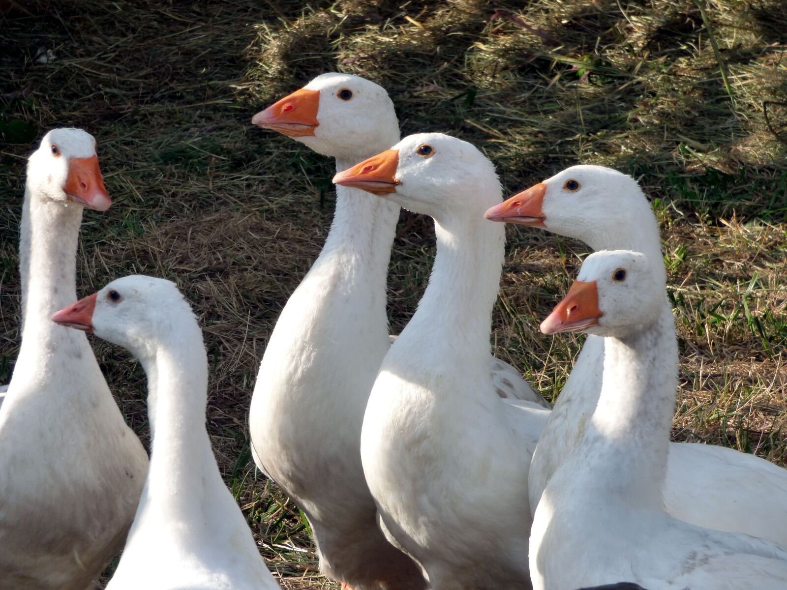 Panasonic DMC-FZ72 sample photo. Geese, beak, poultry photography