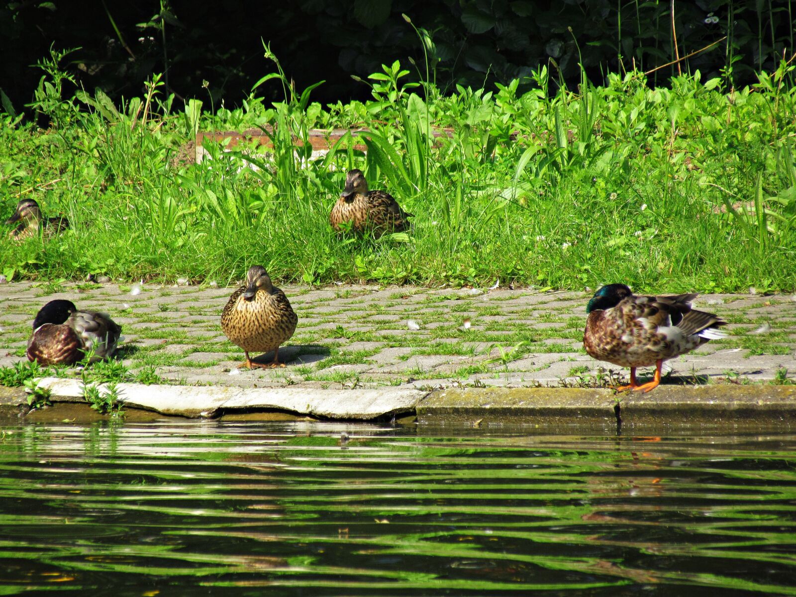 Canon PowerShot SX30 IS sample photo. Ducks, duck, wild birds photography