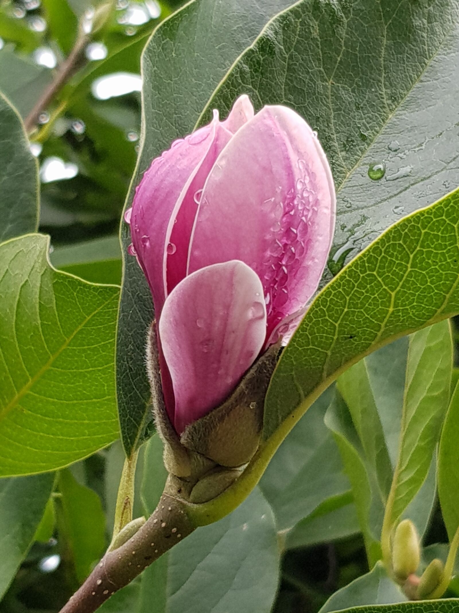 Samsung Galaxy S8+ sample photo. Pink, flower, bud photography