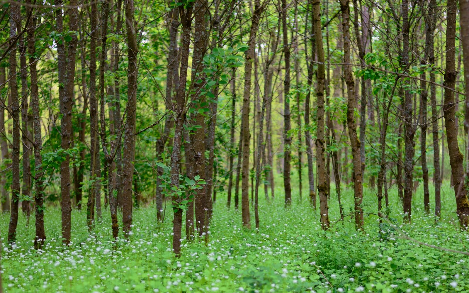 Nikon D610 sample photo. Forest, trees, spring photography