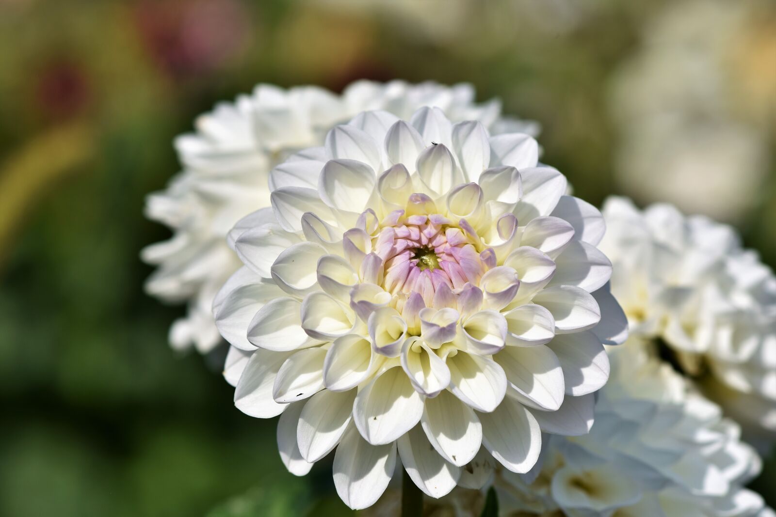 Nikon D7200 sample photo. Dahlia, dahlias bud, flower photography