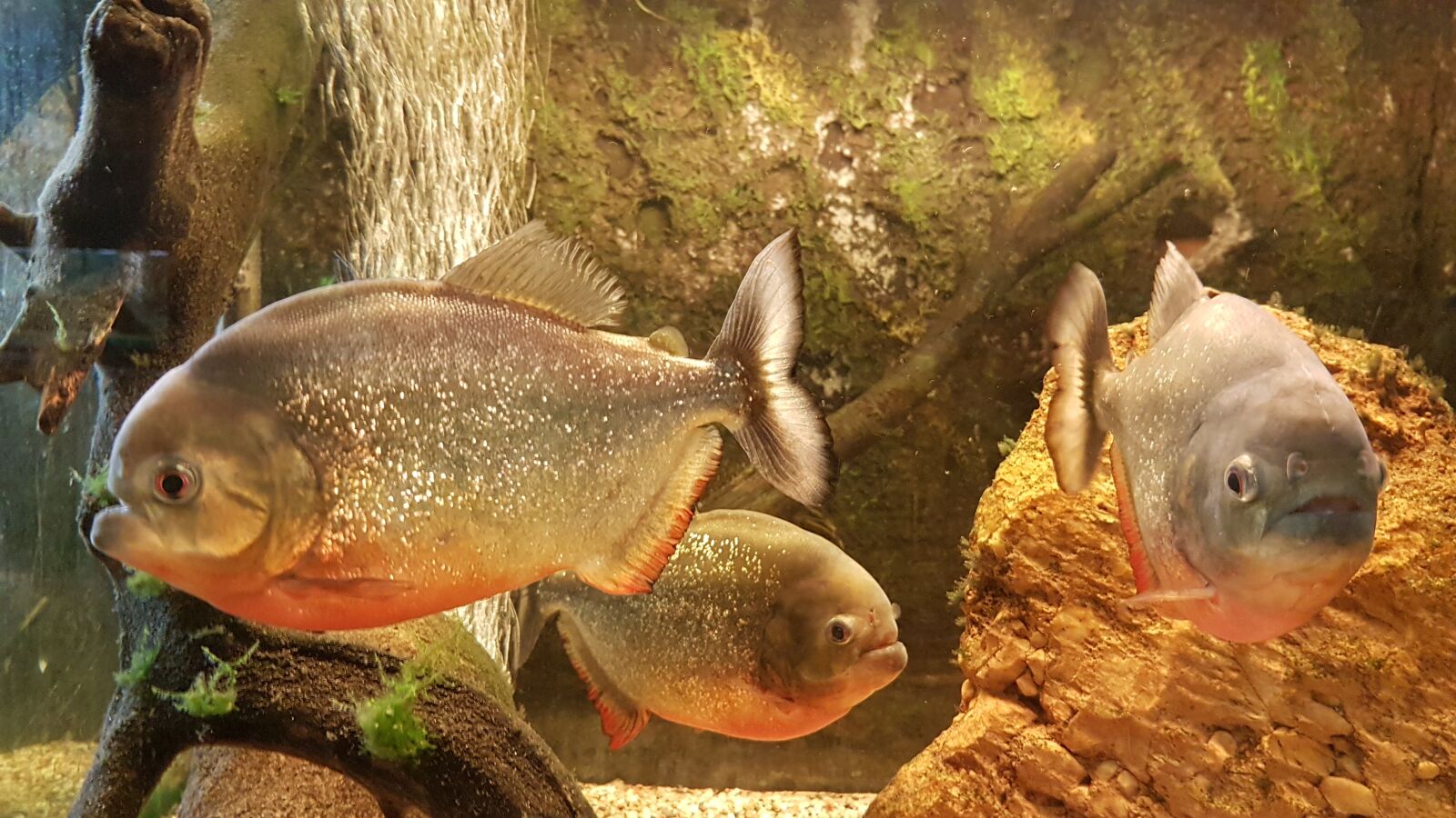 Samsung Galaxy S7 sample photo. Fish, water, underwater photography