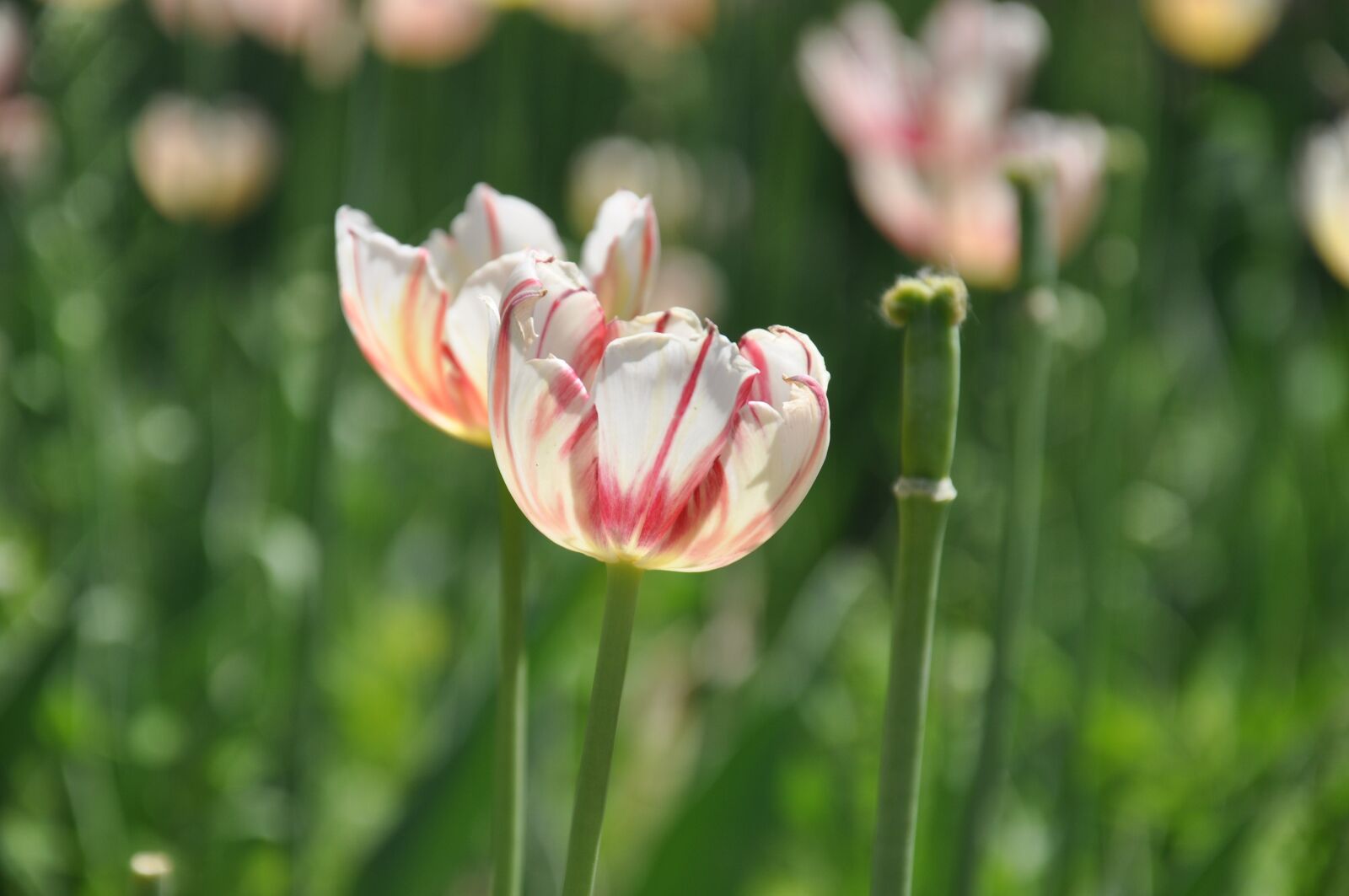 Nikon D90 sample photo. Beijing, for in shunyi photography