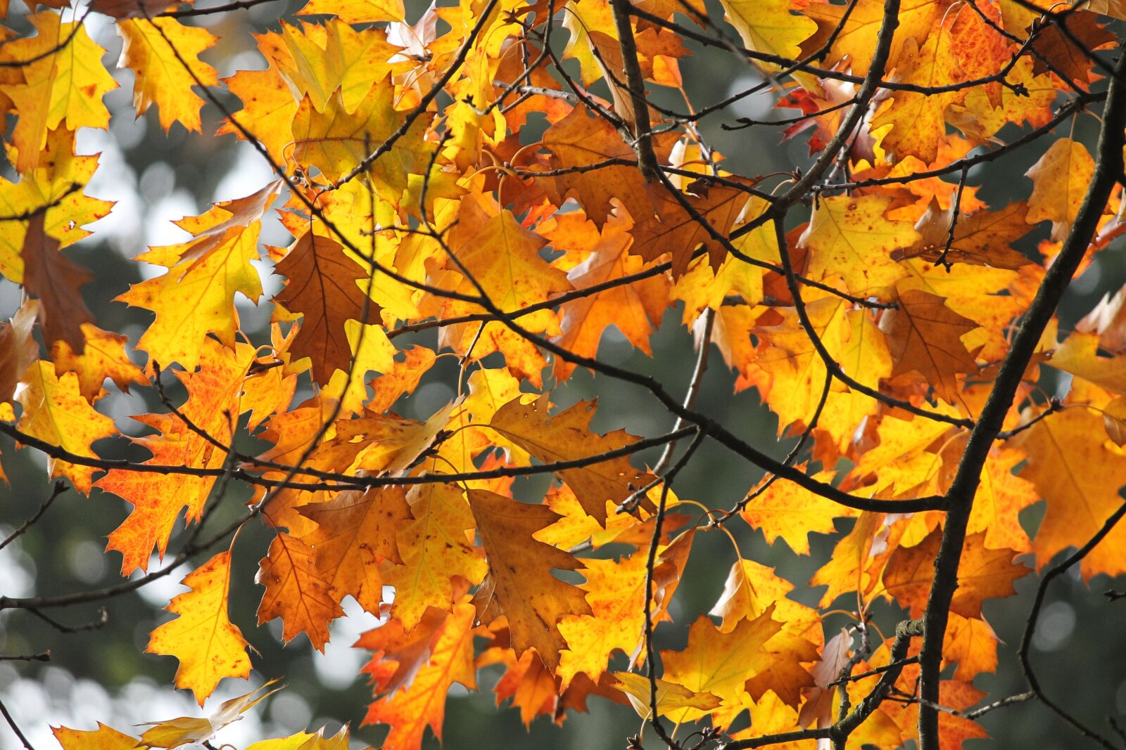 Canon EOS 1100D (EOS Rebel T3 / EOS Kiss X50) sample photo. Autumn, leaves, colorful photography