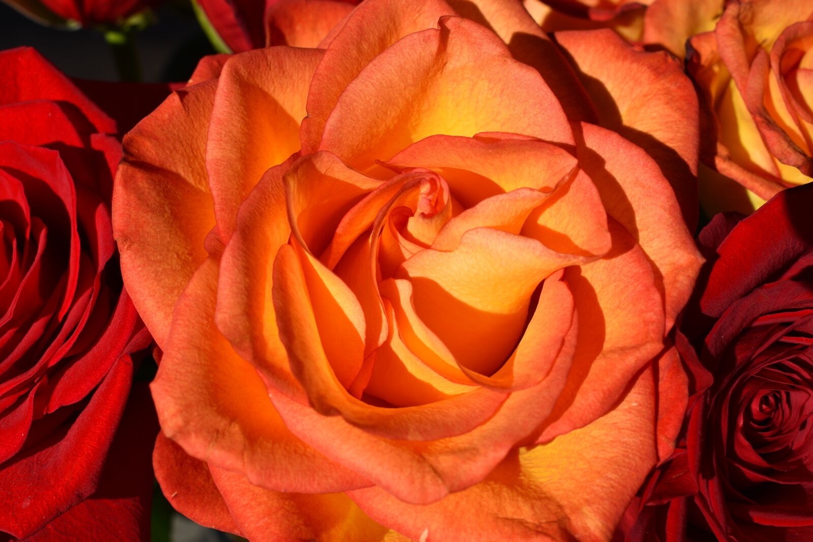 Nikon D3500 sample photo. Rose, flowers, petal photography