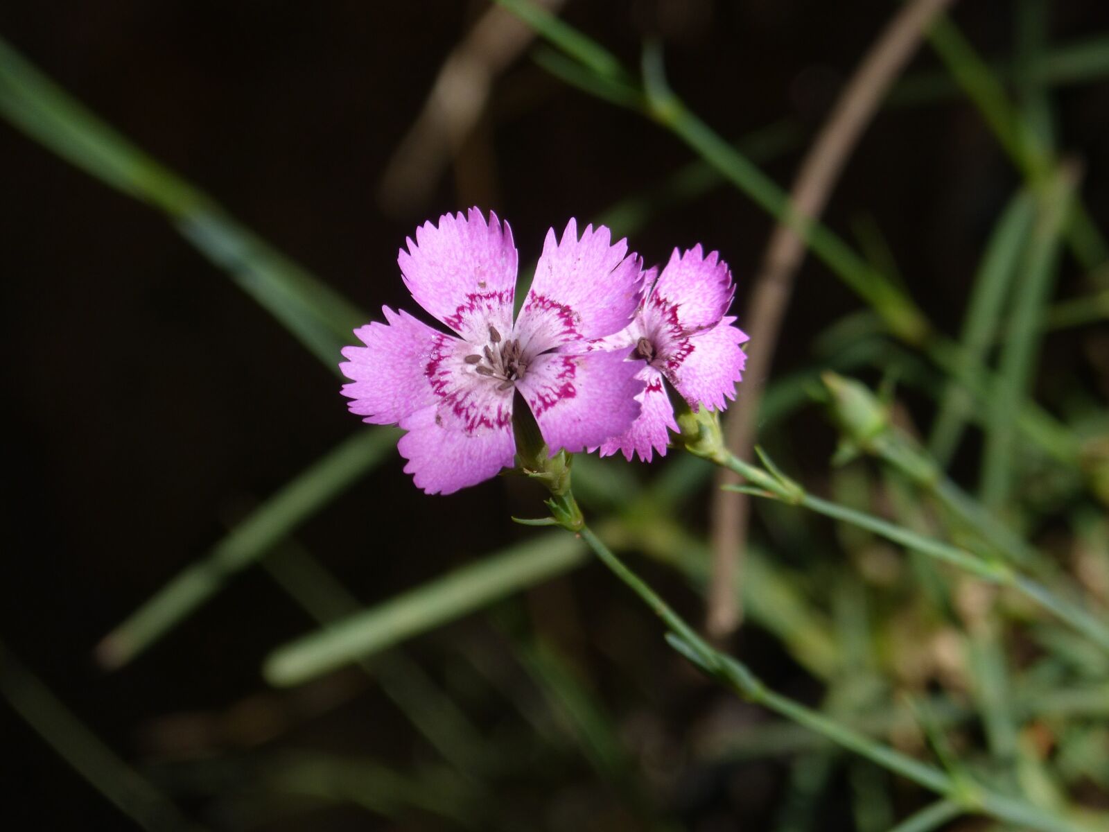Panasonic DMC-FZ62 sample photo. Flower, wild flower, carnation photography