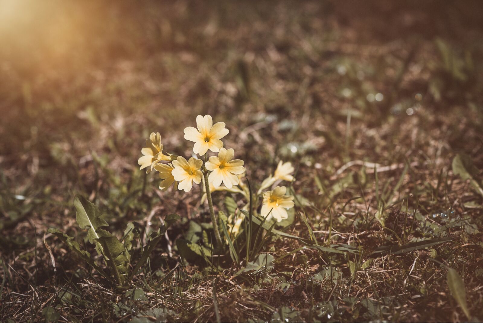 Nikon D750 sample photo. Cowslip, flowers, yellow photography