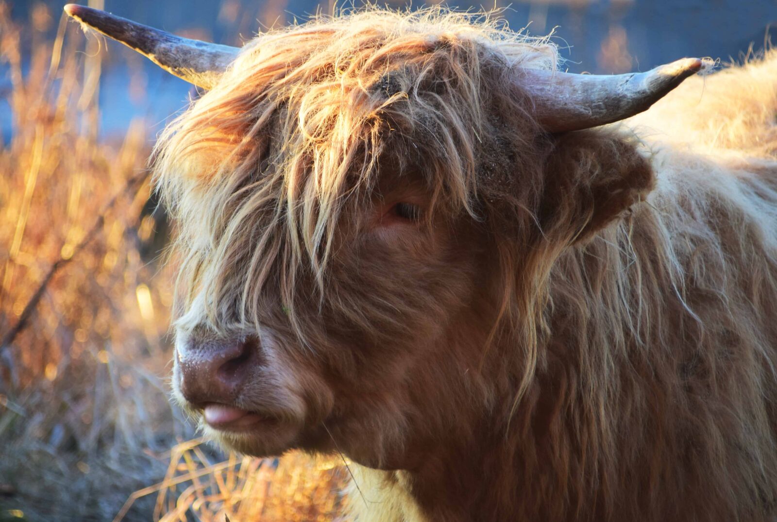 Nikon D3300 sample photo. Horn, portrait, animal, cattle photography