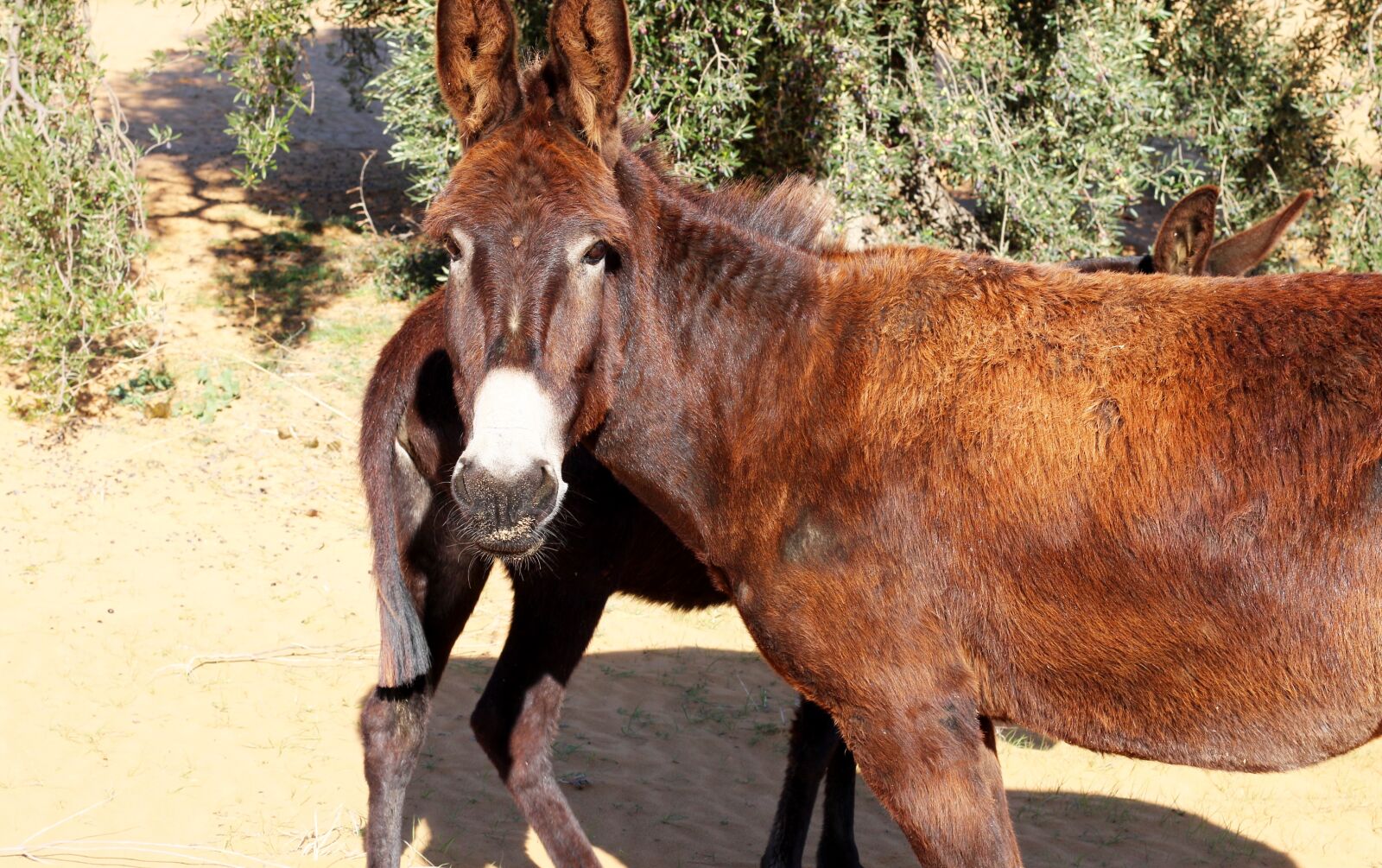 Canon EOS 70D + Canon EF 50mm F1.4 USM sample photo. Donkeys, animals, head photography