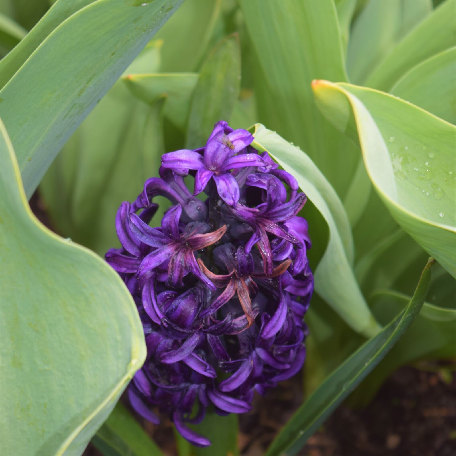 Nikon D3300 sample photo. Purple flower, hidden gem photography