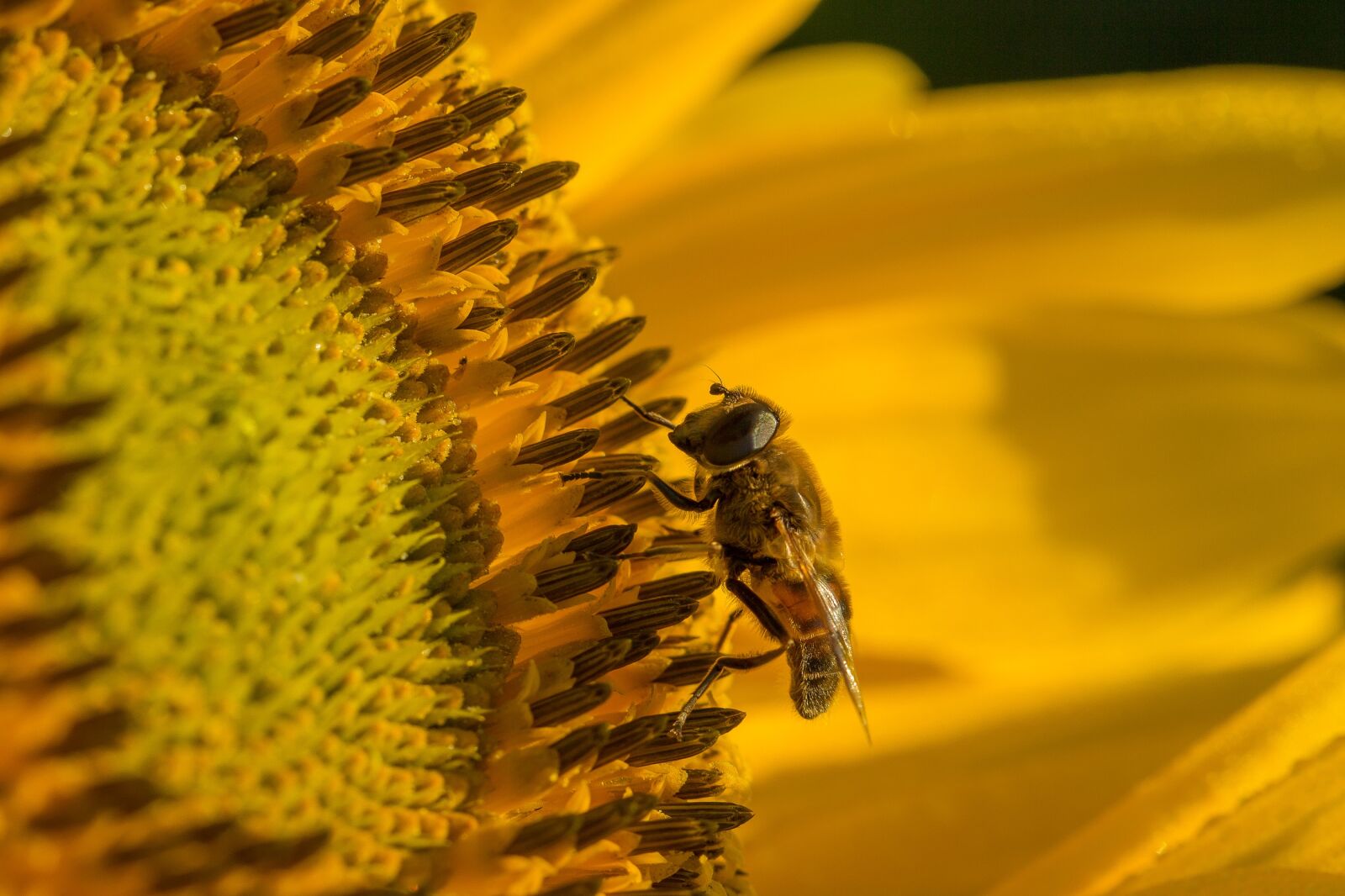 Canon EF 100mm F2.8L Macro IS USM sample photo. Sunflower, hoverfly, blossom photography