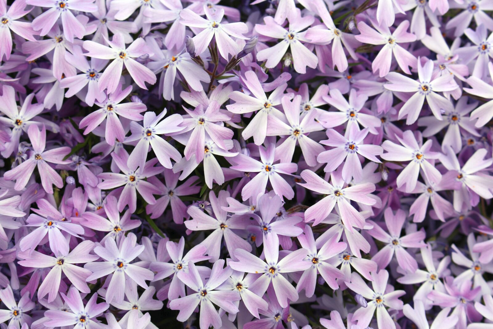 Canon EOS 700D (EOS Rebel T5i / EOS Kiss X7i) sample photo. Nature, spring, flowers photography