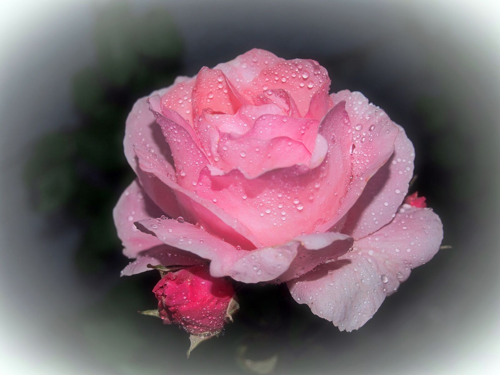 Olympus OM-D E-M5 + Olympus M.Zuiko Digital 14-42mm F3.5-5.6 II R sample photo. Pink rose, ros, flower photography