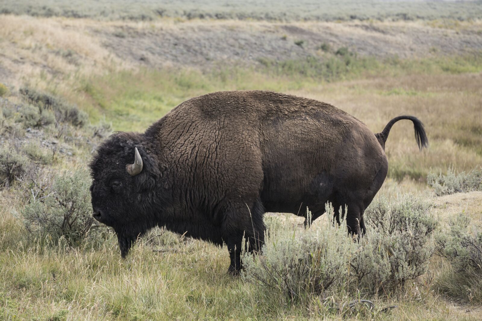 Canon EOS 6D + Canon EF 70-200mm F2.8L IS II USM sample photo. Buffalo, yellowstone, national park photography