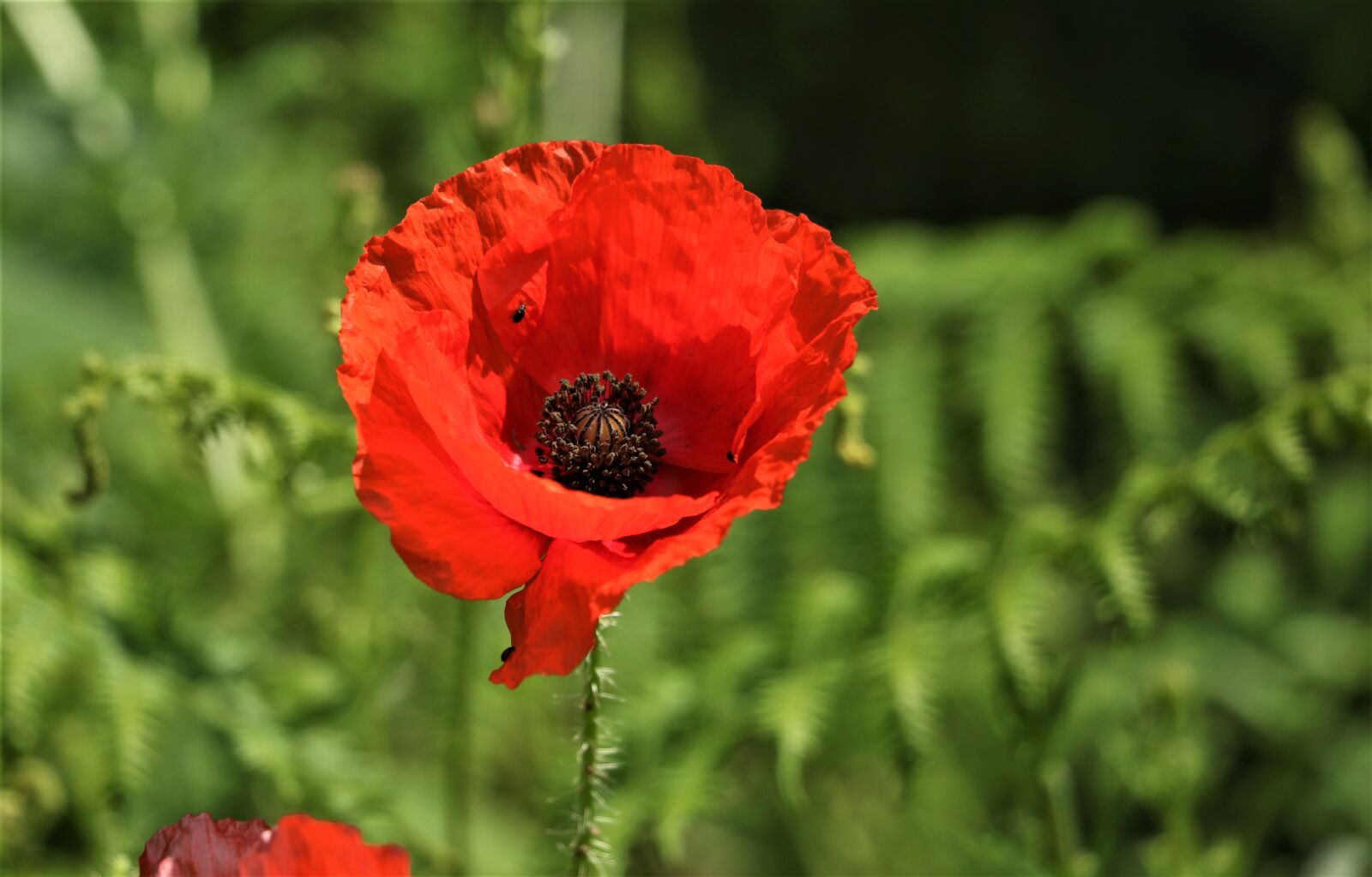 Canon EOS 7D Mark II + Canon EF-S 18-135mm F3.5-5.6 IS STM sample photo. Plant, flower, poppy photography
