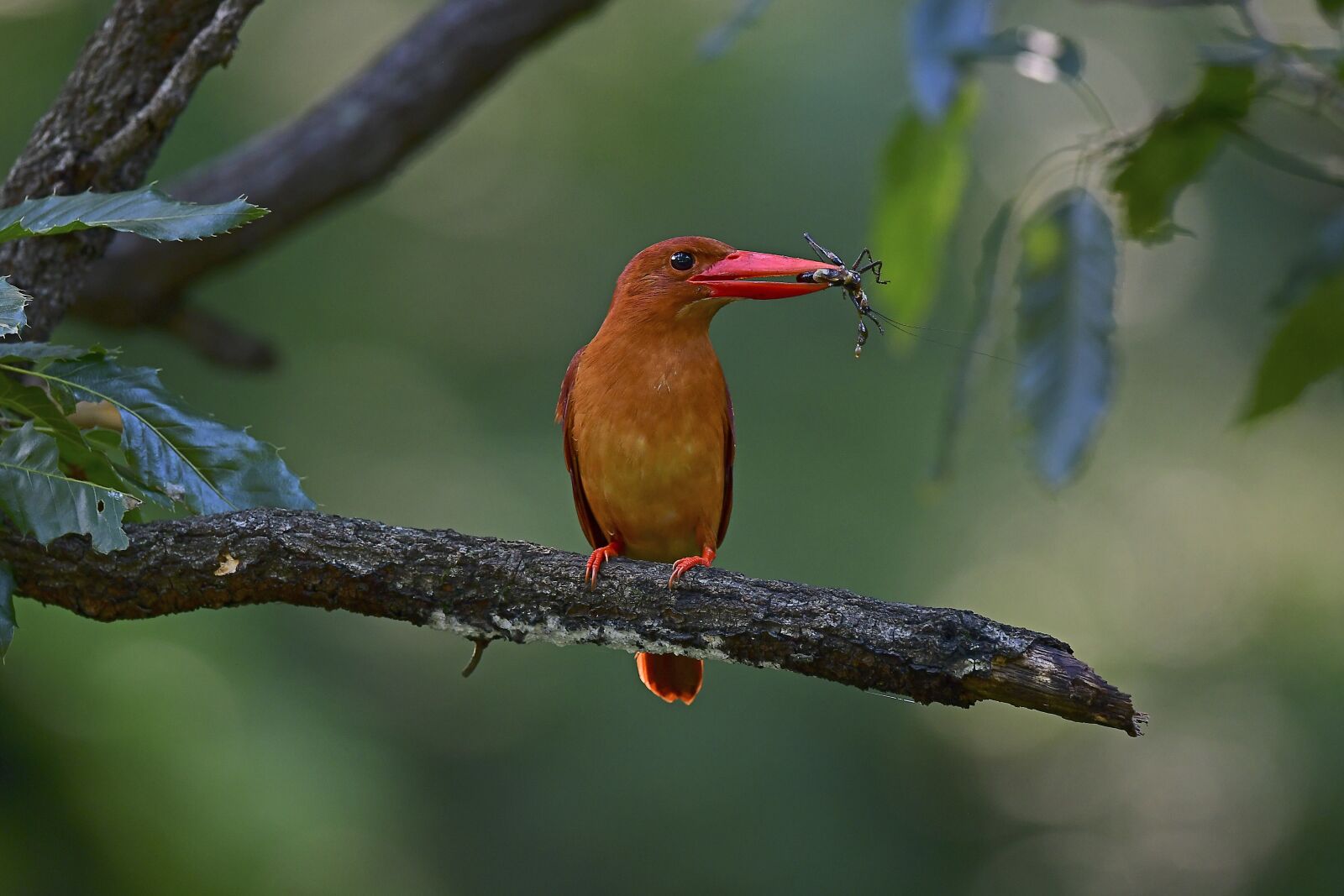 Nikon D500 sample photo. New, birds, summer bird photography