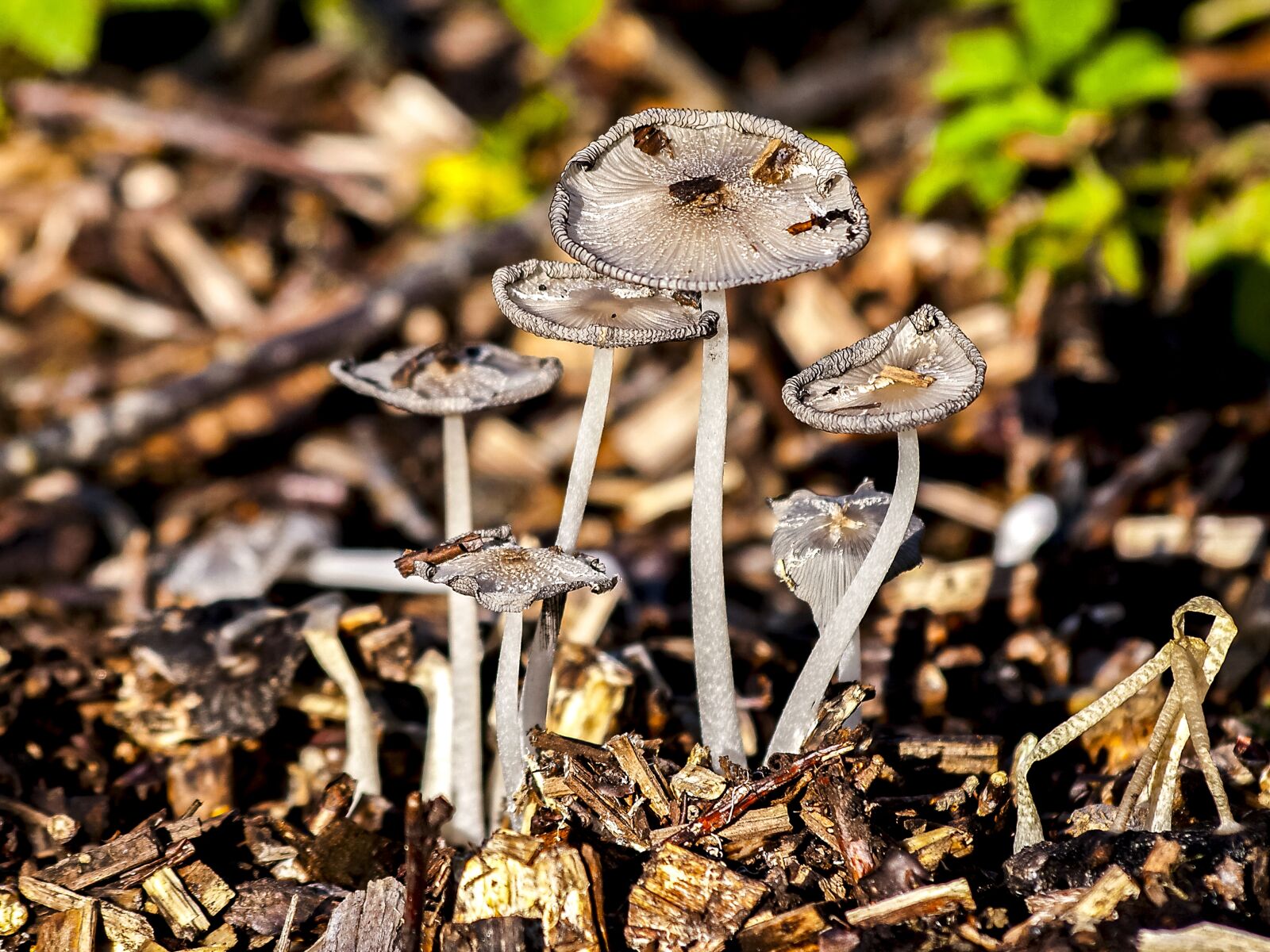 Olympus E-3 sample photo. Mushroom, forest, autumn photography