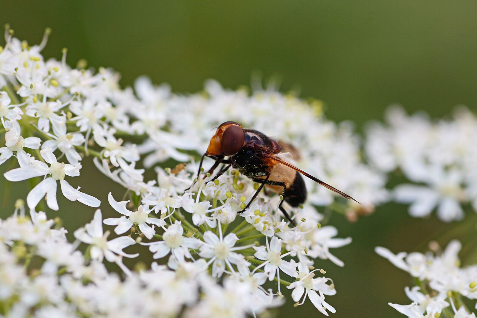 Canon EOS 650D (EOS Rebel T4i / EOS Kiss X6i) sample photo. Hoverfly, insect, macro photography