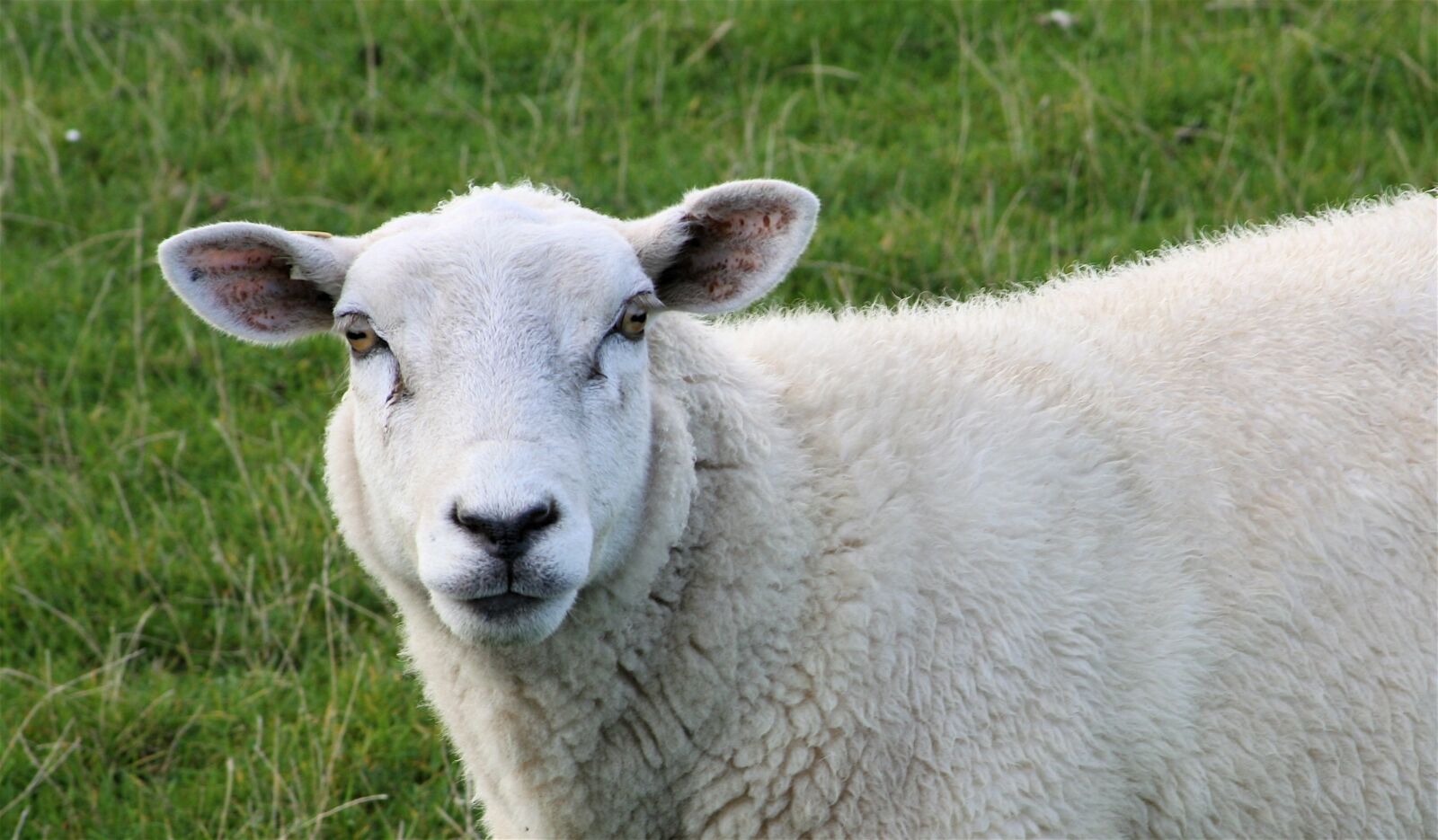 Canon EOS 350D (EOS Digital Rebel XT / EOS Kiss Digital N) sample photo. Sheep, sheep face, mammals photography