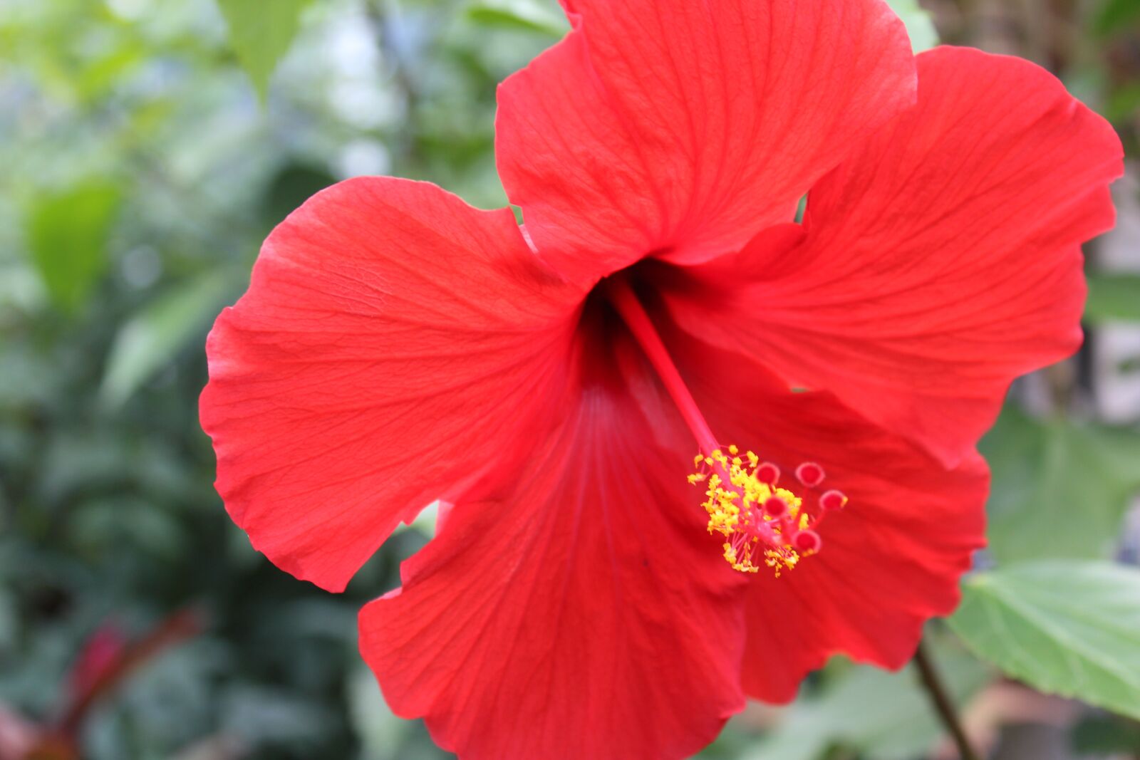 Canon EOS 1300D (EOS Rebel T6 / EOS Kiss X80) sample photo. Hibiscus, tropical, flower photography