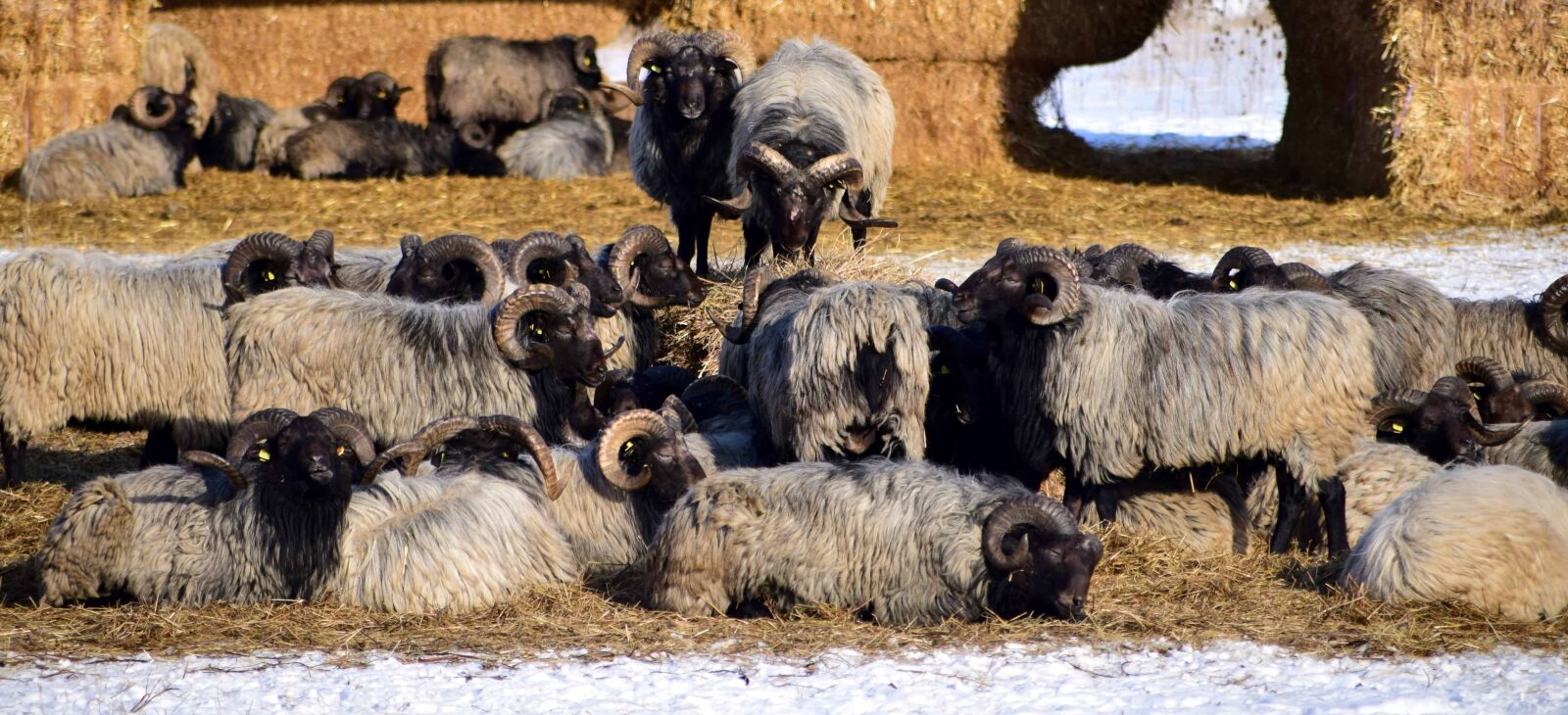 Nikon D3300 sample photo. Herd, merino sheep, cattle photography
