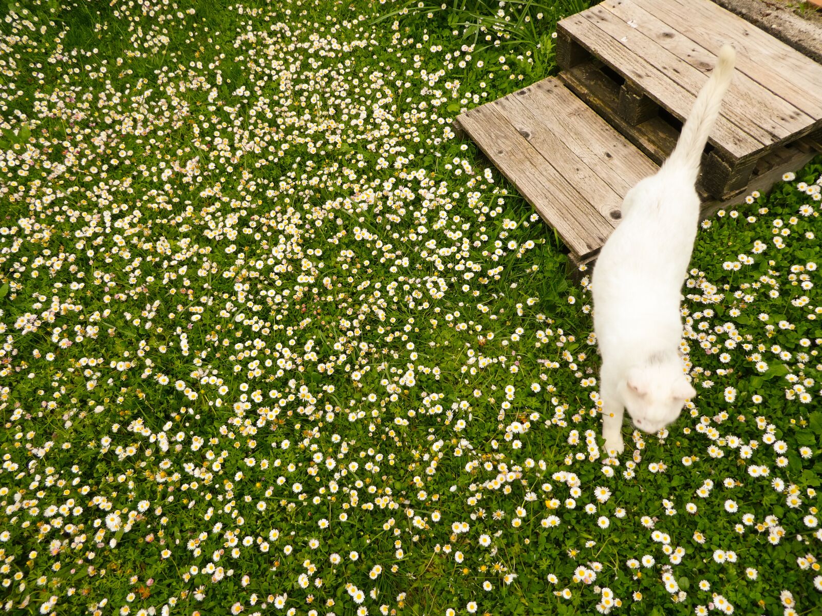 Panasonic Lumix DMC-ZS60 (Lumix DMC-TZ80) sample photo. Daisies, spring, summer photography