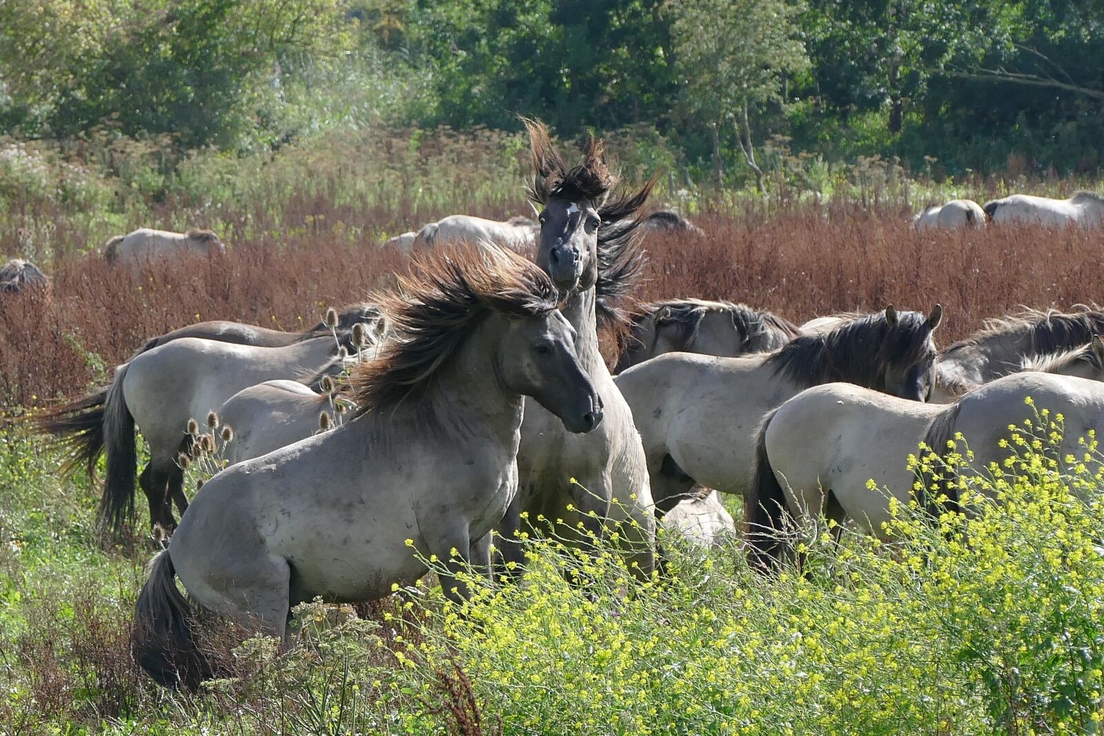 Panasonic Lumix DMC-FZ1000 sample photo. Horses, nature, wild photography