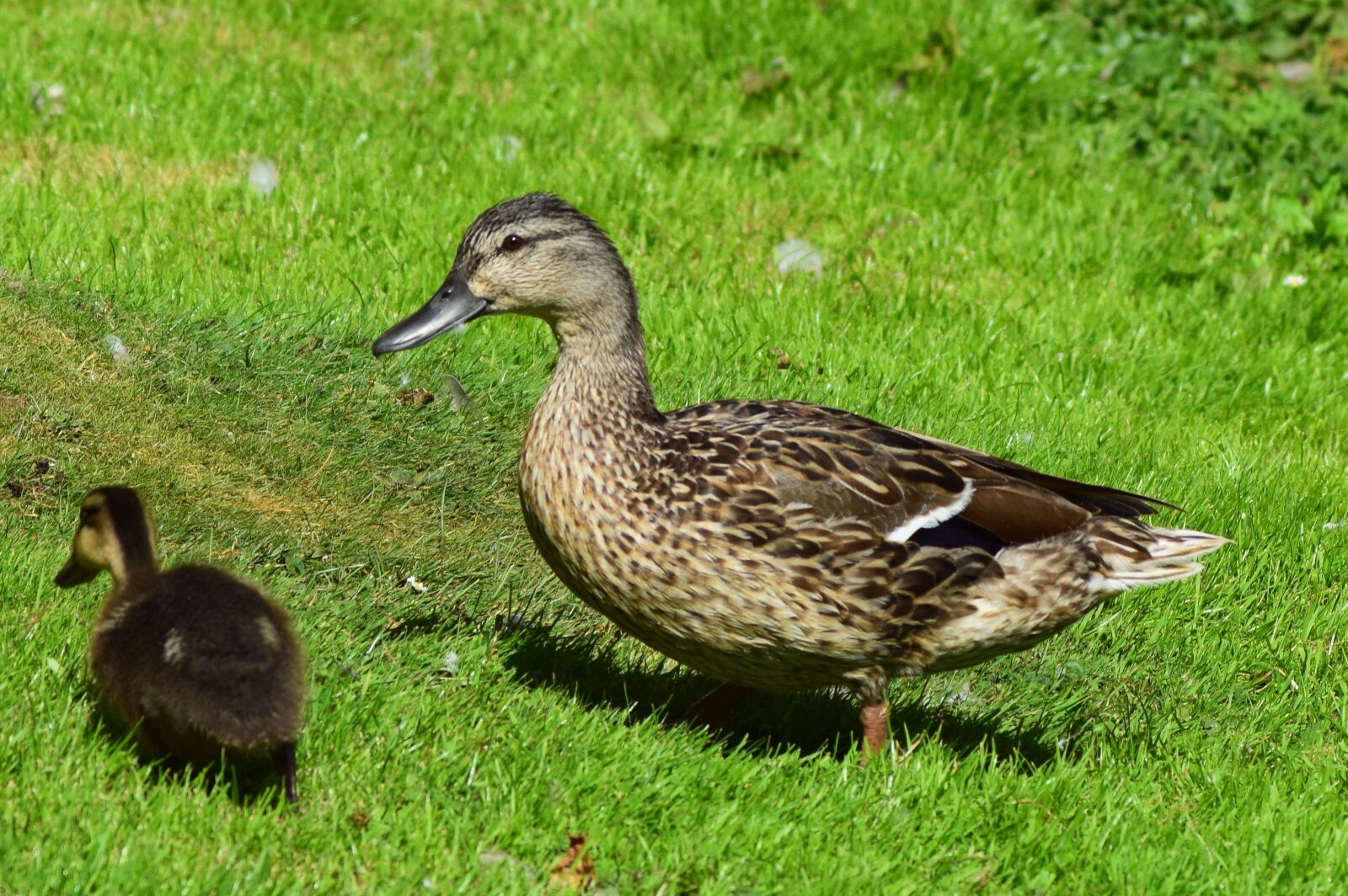 Nikon D3300 sample photo. Ducks, baby, animal photography
