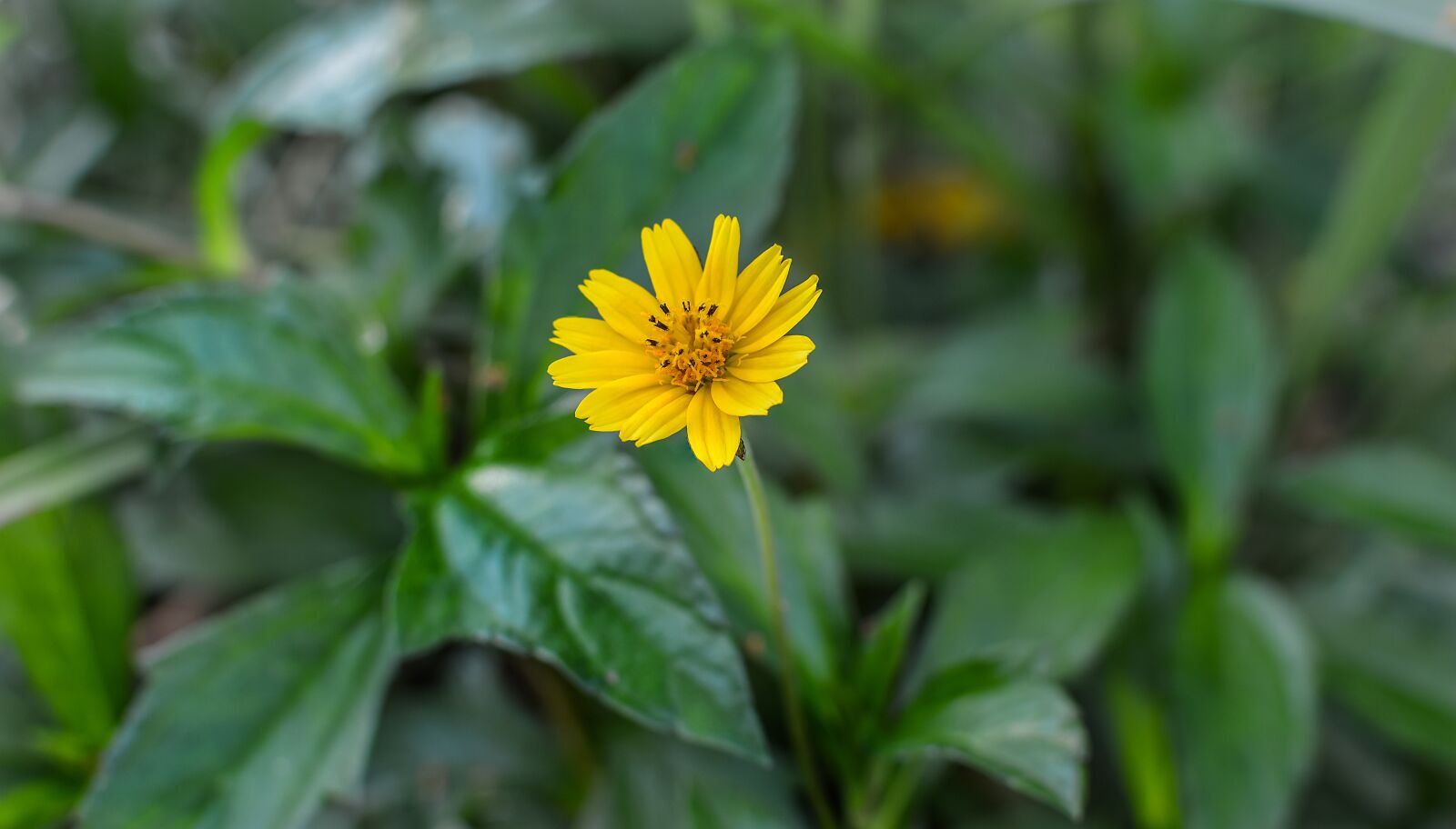 Nikon D3200 sample photo. Sphagneticola trilobata, flower, caribbean photography