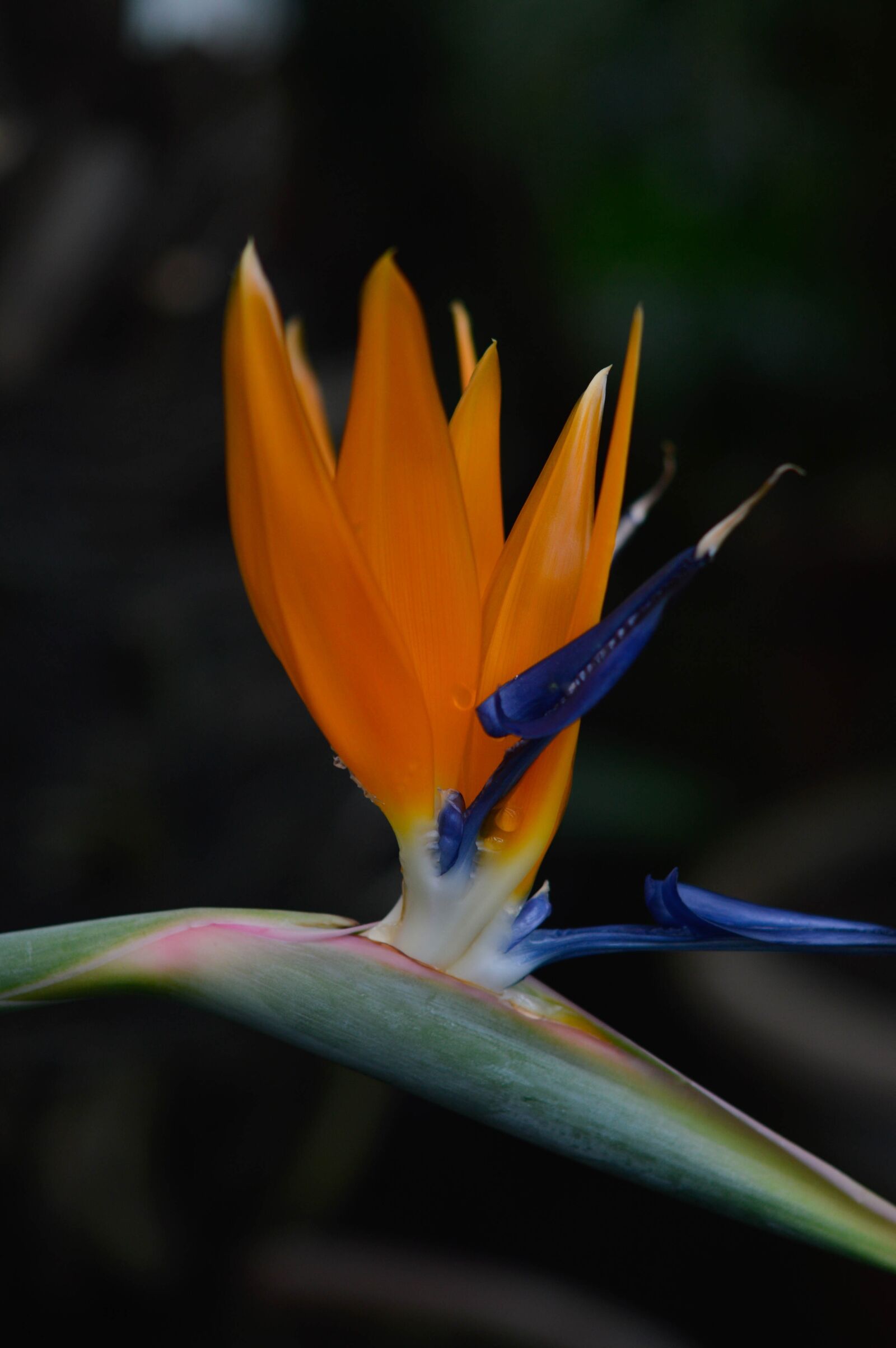 Nikon D3200 sample photo. Bird of paradise, blue photography