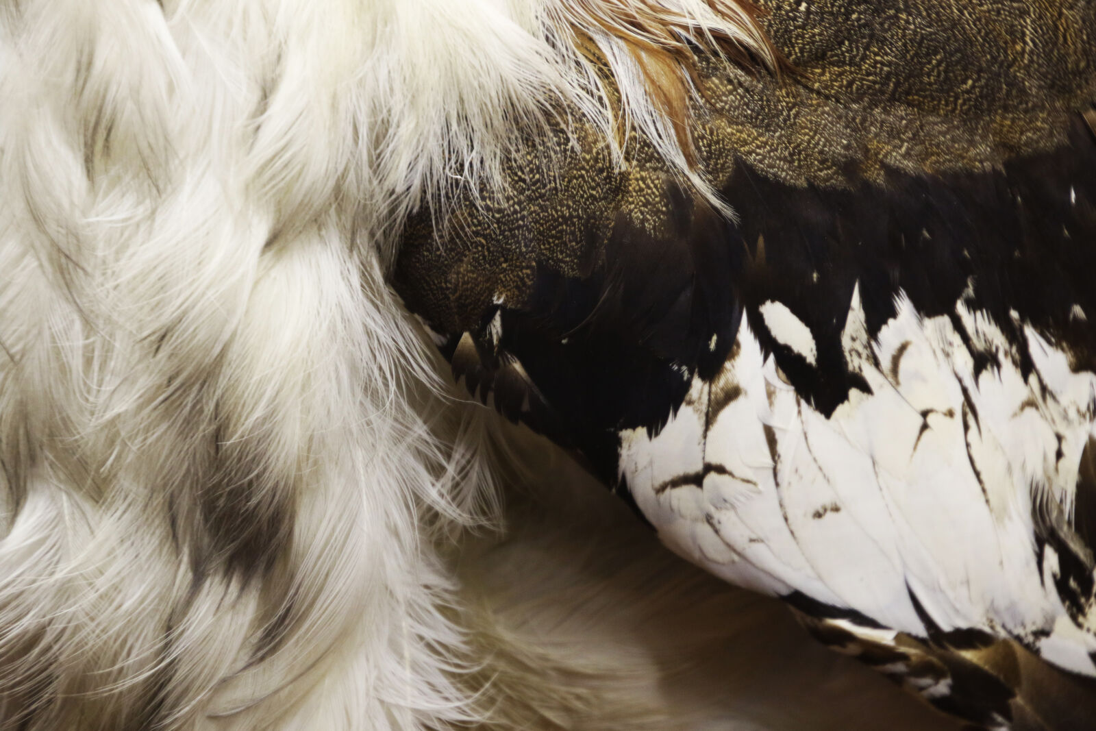 Canon EOS 7D Mark II sample photo. Animal, background, bird, feathers photography