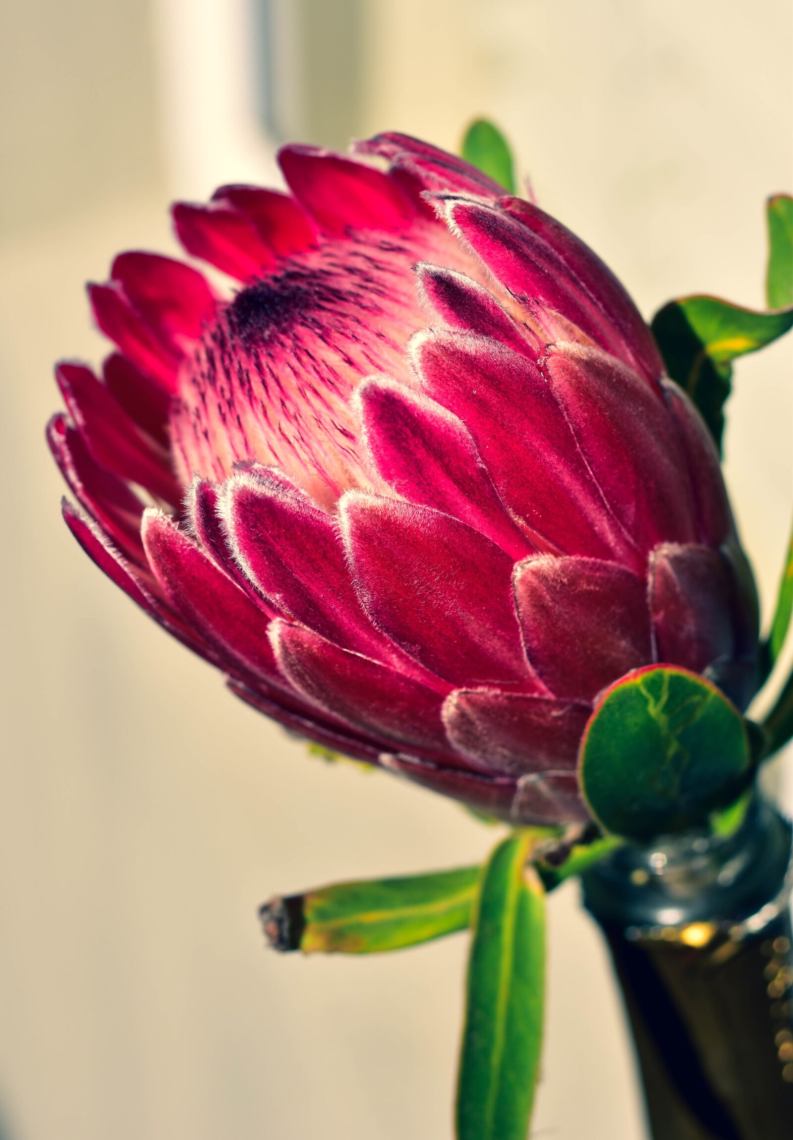 Nikon D5500 sample photo. Protea, flower, floral photography