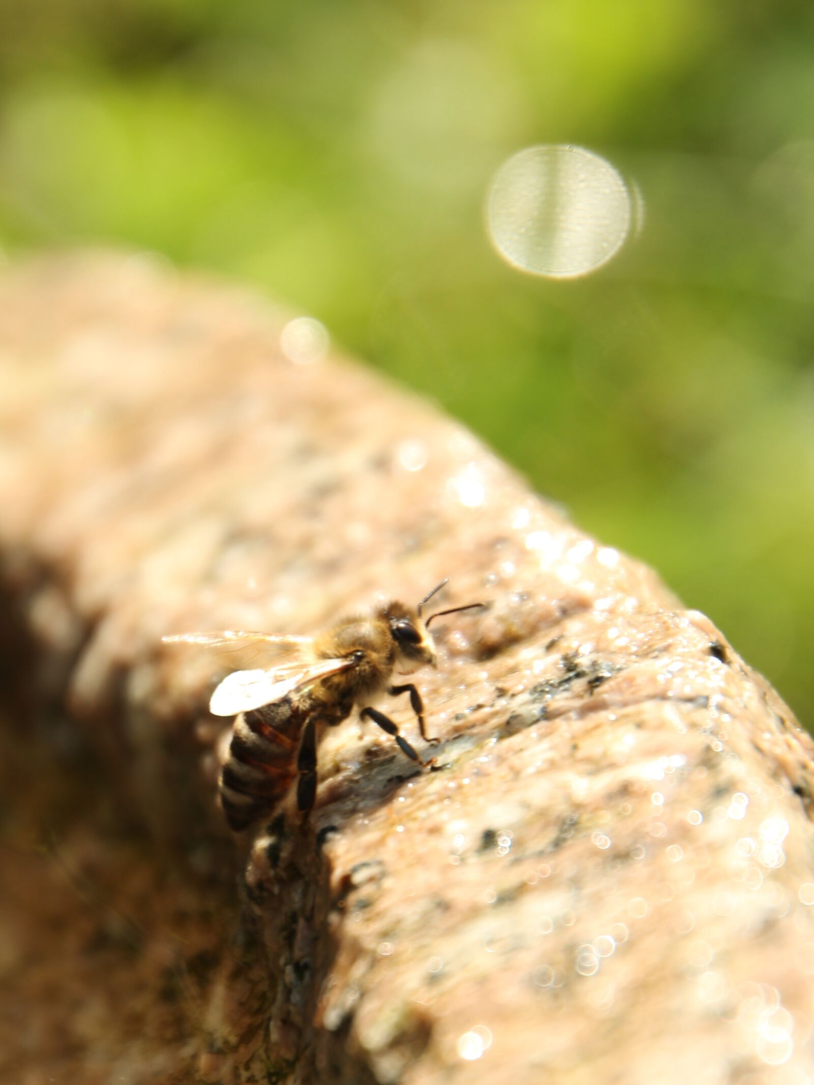 Canon EOS 60D sample photo. Bee, garden, insect photography