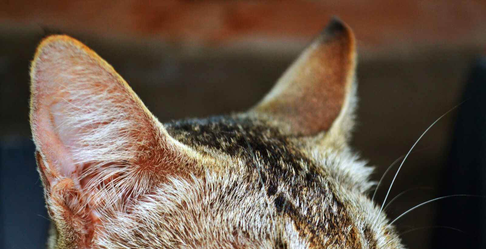 Nikon D3100 sample photo. Cat, ear, zoom photography