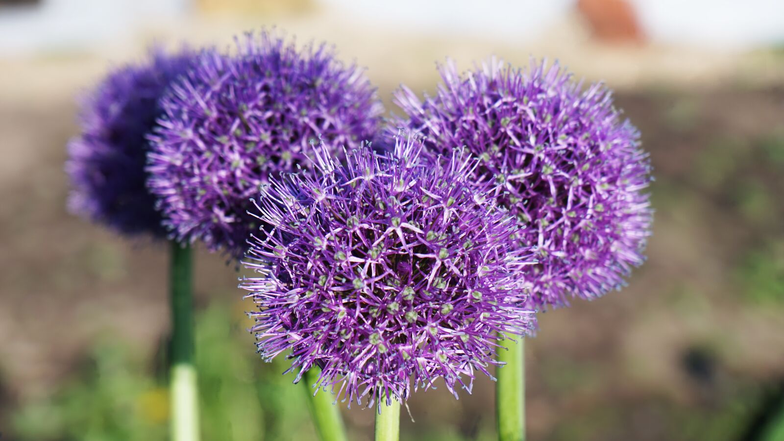 Sony a6000 + Sony Vario-Tessar T* E 16-70mm F4 ZA OSS sample photo. Flowers, lilac, greens photography