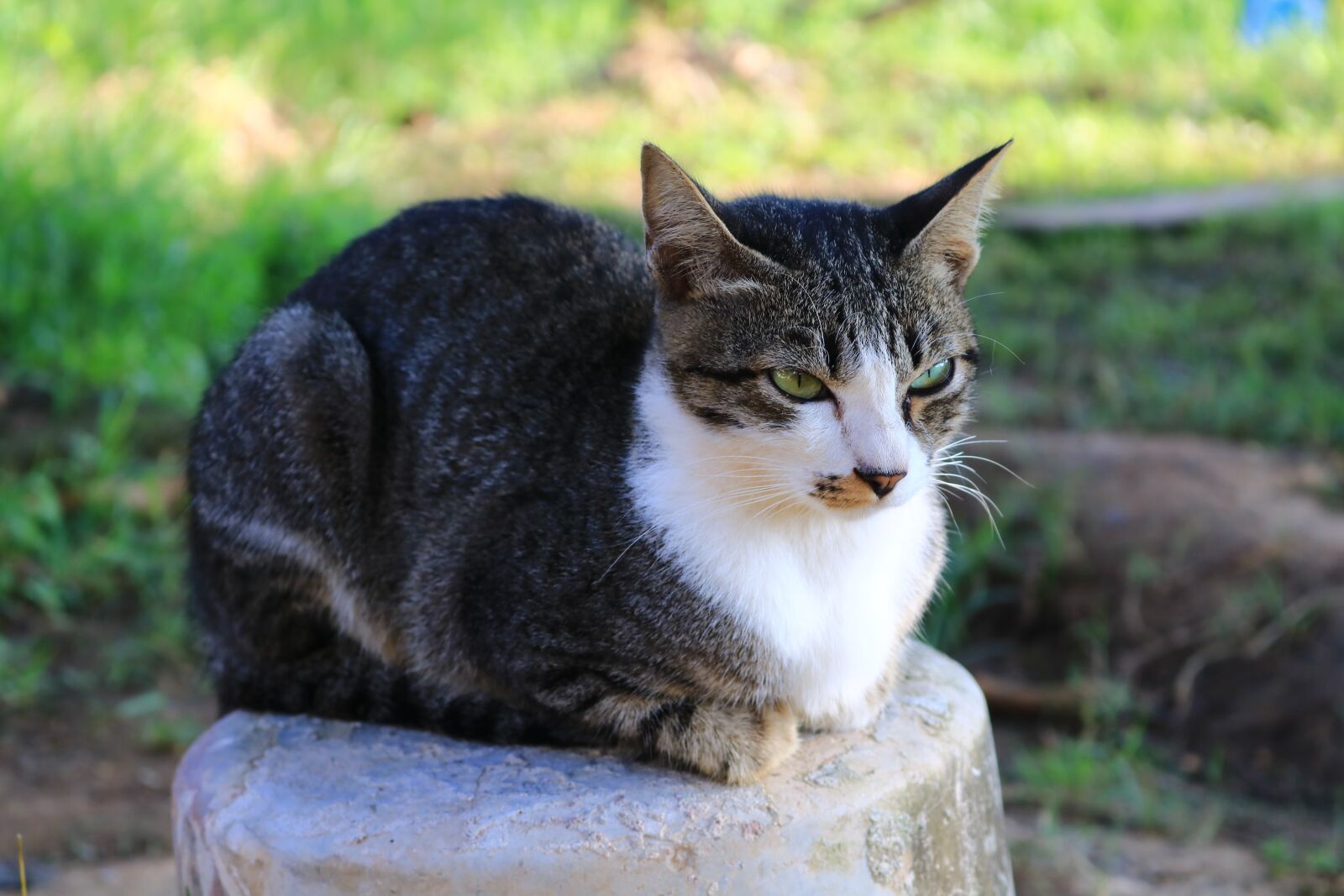 Canon EOS 750D (EOS Rebel T6i / EOS Kiss X8i) sample photo. Cat, eyes, face photography
