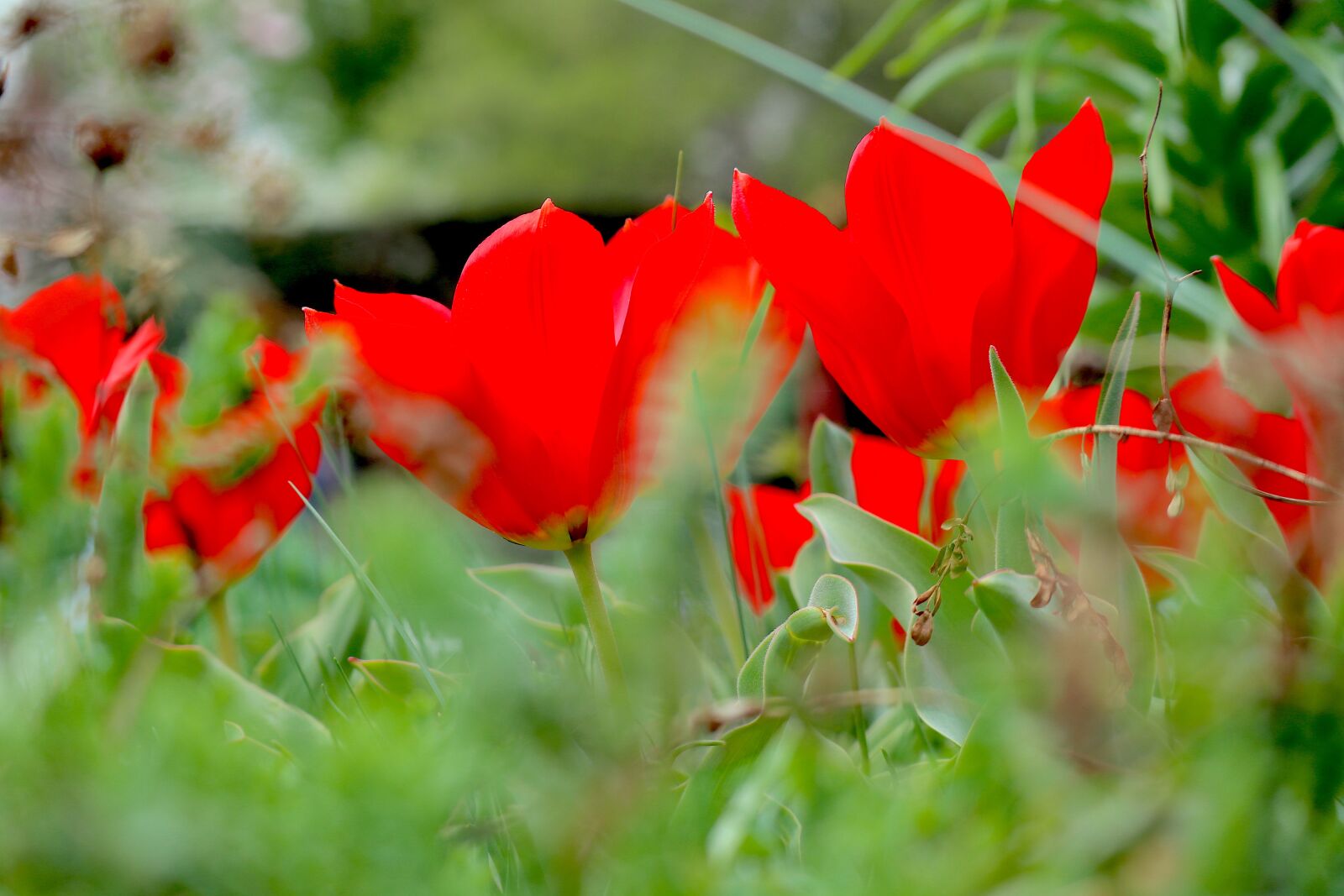 Canon EOS M100 + Canon EF-M 55-200mm F4.5-6.3 IS STM sample photo. Tulips, spring, flowers photography