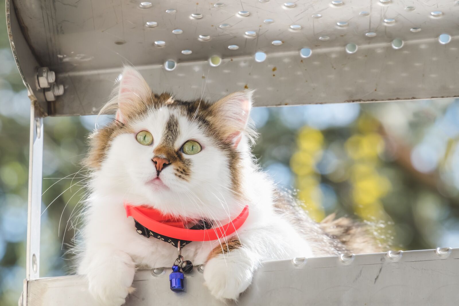 Fujifilm X-T10 sample photo. Cat, young animal, curious photography