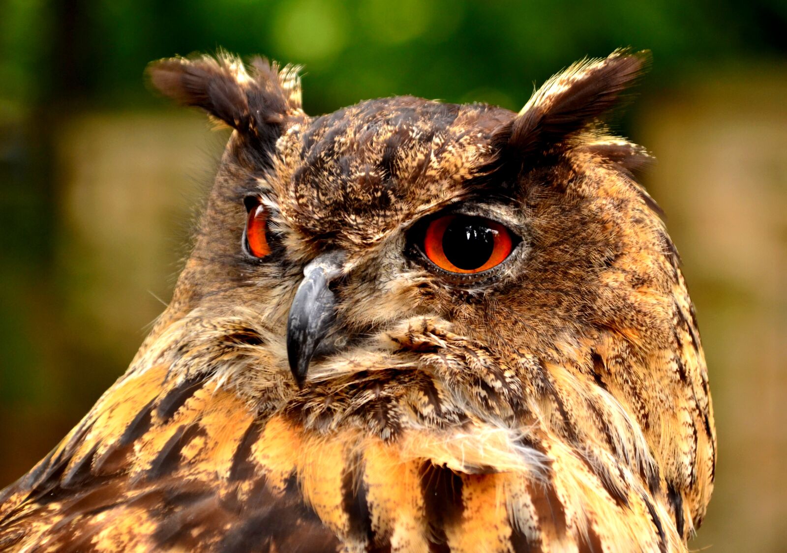 Nikon D5100 sample photo. Alertness, animal, animal themes photography