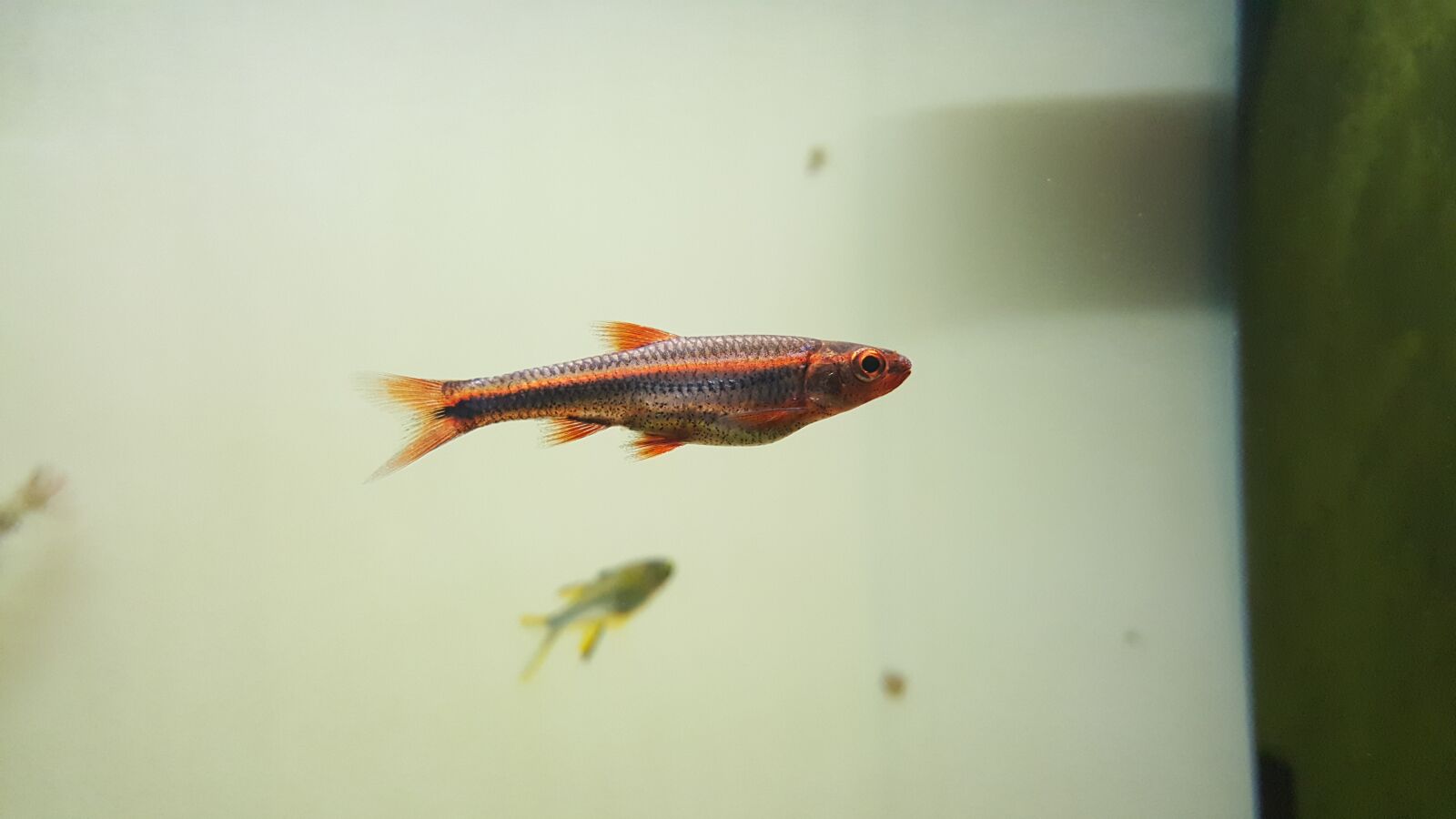 Samsung Galaxy S6 sample photo. Aquarium, pond, fish photography