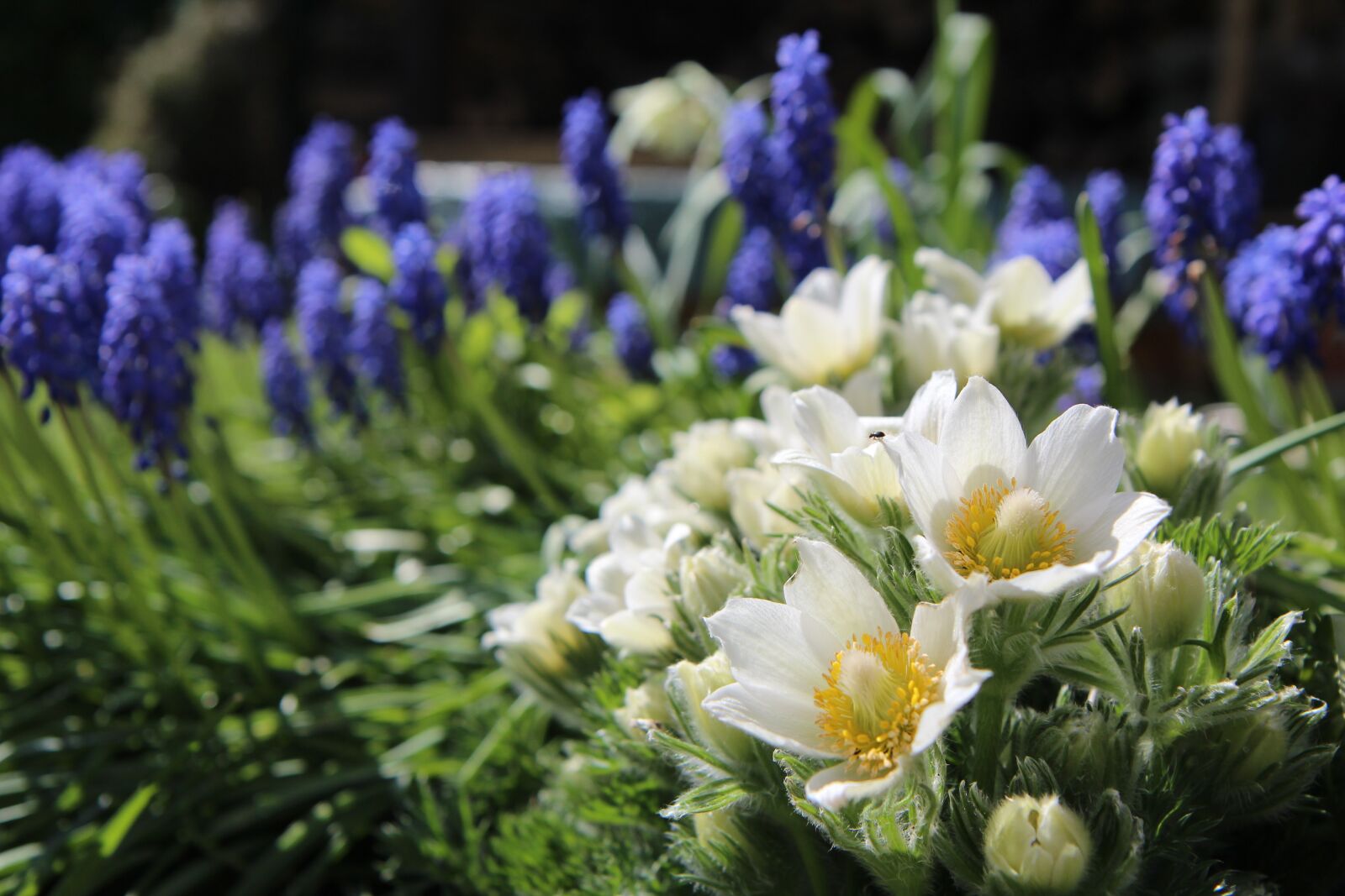 Canon EOS 600D (Rebel EOS T3i / EOS Kiss X5) sample photo. Spring, white flowers, flowering photography